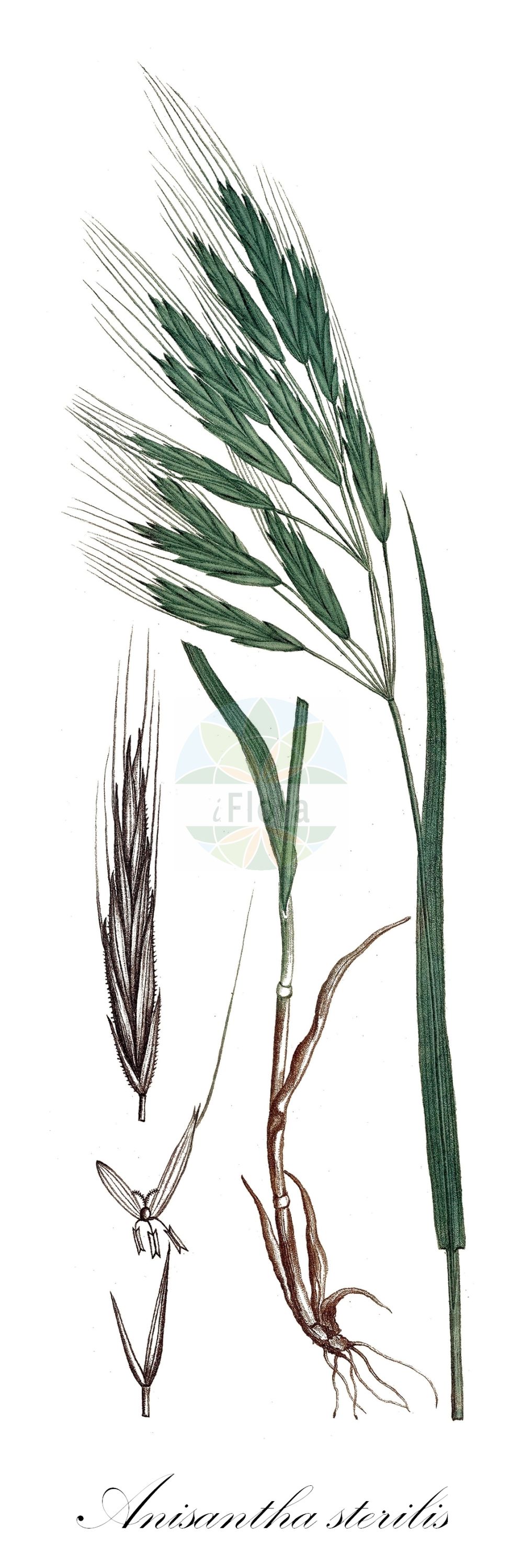 Historische Abbildung von Anisantha sterilis (Taube Trespe - Barren Brome). Das Bild zeigt Blatt, Bluete, Frucht und Same. ---- Historical Drawing of Anisantha sterilis (Taube Trespe - Barren Brome). The image is showing leaf, flower, fruit and seed.(Anisantha sterilis,Taube Trespe,Barren Brome,Anisantha sterilis,Bromus distichus,Bromus grandiflorus,Bromus sterilis,Zerna sterilis,Taube Trespe,Barren Brome,Barren Bromegrass,Poverty Brome,Sterile Brome,Anisantha,Poaceae,Süßgräser,Grass family,Blatt,Bluete,Frucht,Same,leaf,flower,fruit,seed,de Saint-Hilaire (1824a))