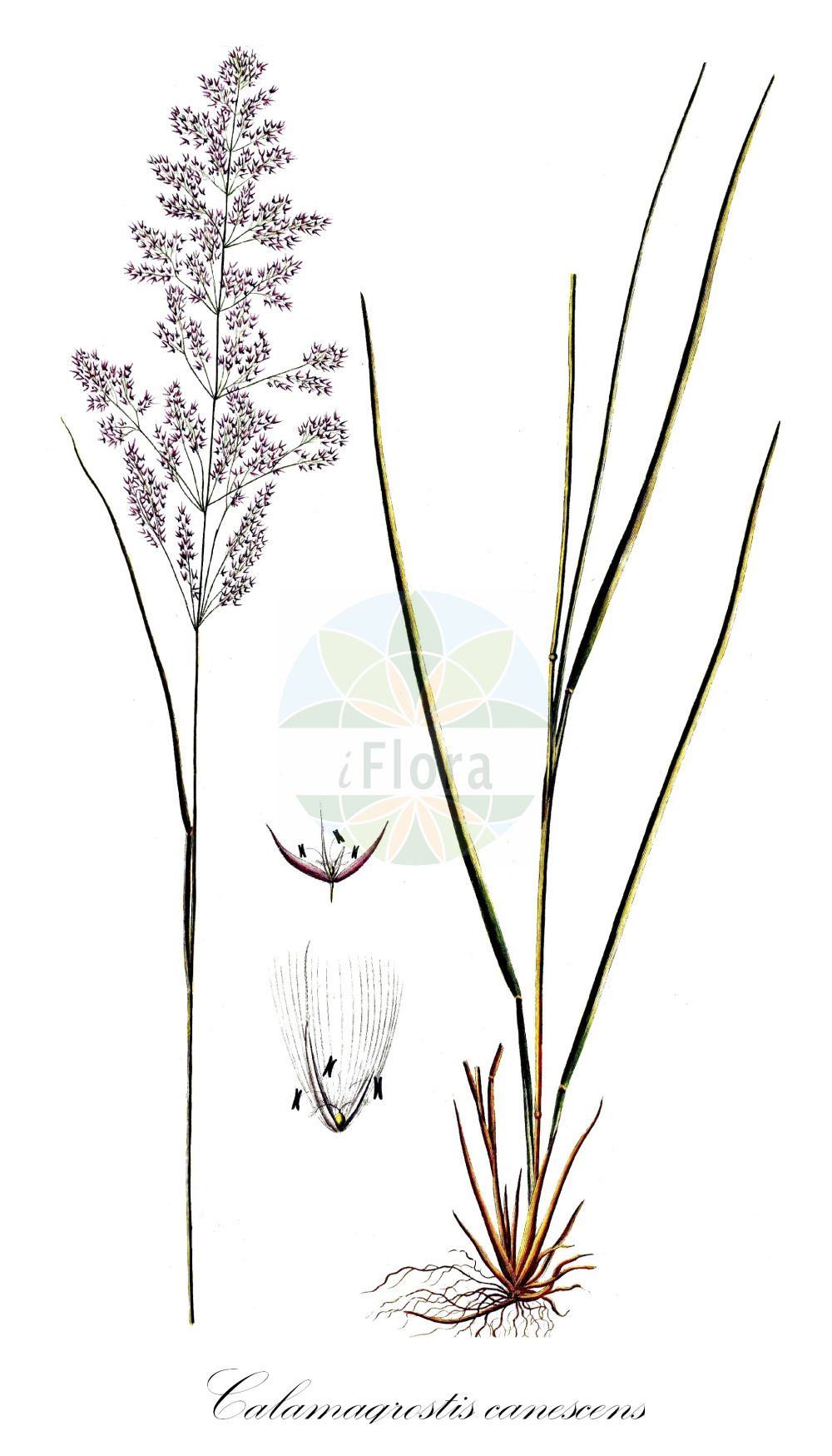 Historische Abbildung von Calamagrostis canescens (Sumpf-Reitgras - Purple Small-reed). Das Bild zeigt Blatt, Bluete, Frucht und Same. ---- Historical Drawing of Calamagrostis canescens (Sumpf-Reitgras - Purple Small-reed). The image is showing leaf, flower, fruit and seed.(Calamagrostis canescens,Sumpf-Reitgras,Purple Small-reed,Arundo canescens,Calamagrostis canescens,Calamagrostis halleri,Calamagrostis lanceolata,Calamagrostis lithuanica,Sumpf-Reitgras,Sumpf-Reitgras,Lanzettliches Reitgras,Purple Small-reed,Purple-flowered Smallreed,Calamagrostis,Reitgras,Reedgrass,Poaceae,Süßgräser,Grass family,Blatt,Bluete,Frucht,Same,leaf,flower,fruit,seed,Oeder (1761-1883))