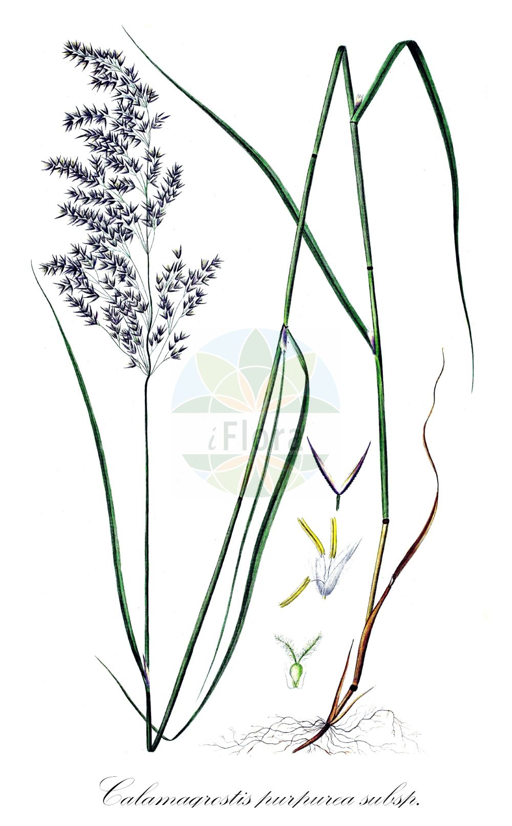 Historische Abbildung von Calamagrostis purpurea subsp. phragmitoides (Purpur-Reitgras - Scandinavien Smallreed). Das Bild zeigt Blatt, Bluete, Frucht und Same. ---- Historical Drawing of Calamagrostis purpurea subsp. phragmitoides (Purpur-Reitgras - Scandinavien Smallreed). The image is showing leaf, flower, fruit and seed.(Calamagrostis purpurea subsp. phragmitoides,Purpur-Reitgras,Scandinavien Smallreed,Calamagrostis purpurea subsp. phragmitoides,Purpur-Reitgras,Scandinavien Smallreed,Calamagrostis,Reitgras,Reedgrass,Poaceae,Süßgräser,Grass family,Blatt,Bluete,Frucht,Same,leaf,flower,fruit,seed,Oeder (1761-1883))