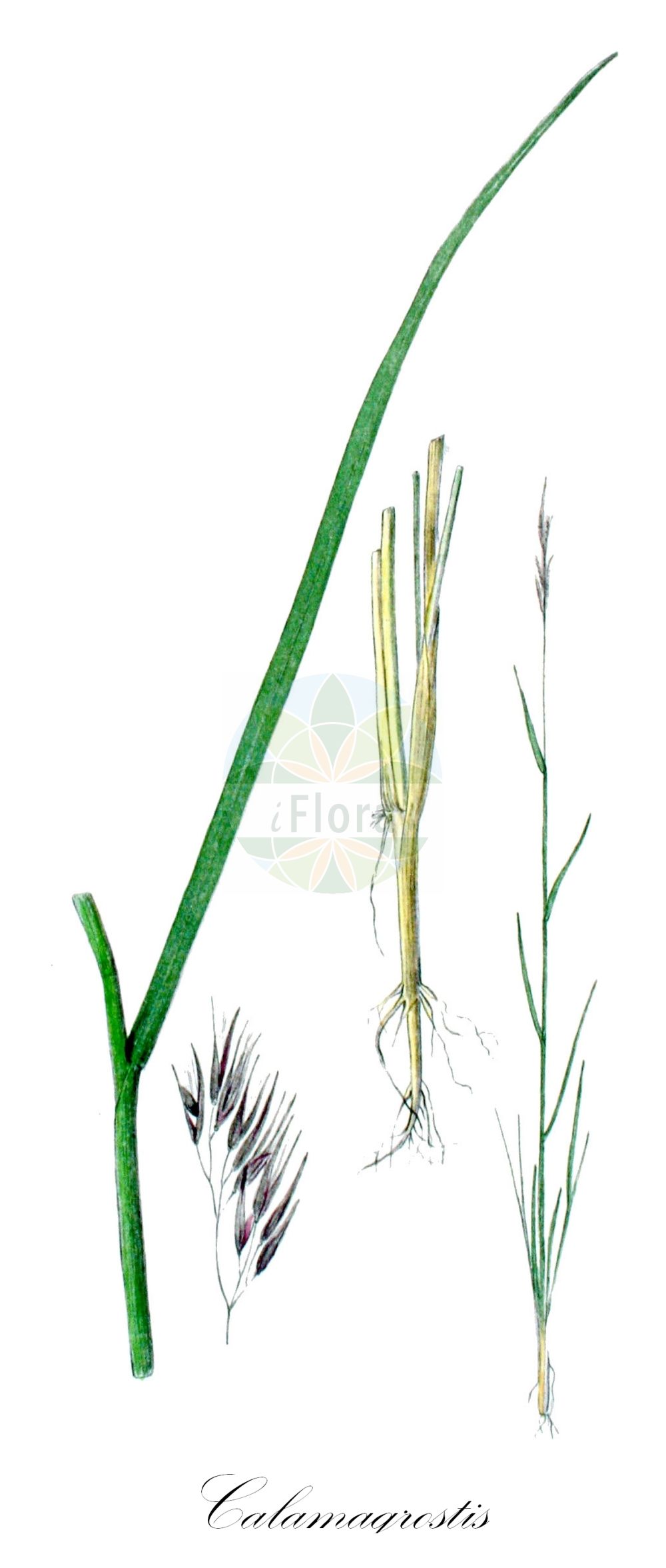 Historische Abbildung von Calamagrostis pseudophragmites (Ufer-Reitgras - Bluejoint). Das Bild zeigt Blatt, Bluete, Frucht und Same. ---- Historical Drawing of Calamagrostis pseudophragmites (Ufer-Reitgras - Bluejoint). The image is showing leaf, flower, fruit and seed.(Calamagrostis pseudophragmites,Ufer-Reitgras,Bluejoint,Arundo glauca,Arundo pseudophragmites,Calamagrostis glauca,Calamagrostis littorea,Calamagrostis pseudophragmites,Ufer-Reitgras,Schilfaehnliches Reitgras,Bluejoint,Calamagrostis,Reitgras,Reedgrass,Poaceae,Süßgräser,Grass family,Blatt,Bluete,Frucht,Same,leaf,flower,fruit,seed,Kops (1800-1934))