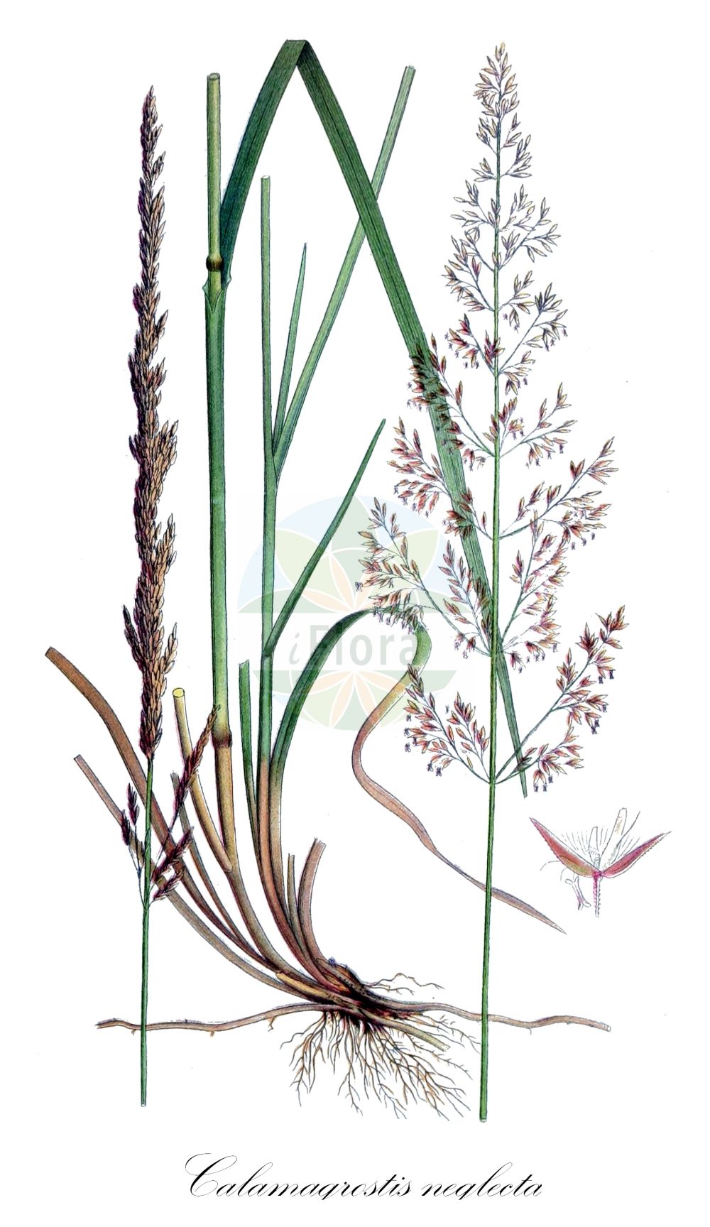 Historische Abbildung von Calamagrostis neglecta (Moor-Reitgras - Narrow Small-reed). Das Bild zeigt Blatt, Bluete, Frucht und Same. ---- Historical Drawing of Calamagrostis neglecta (Moor-Reitgras - Narrow Small-reed). The image is showing leaf, flower, fruit and seed.(Calamagrostis neglecta,Moor-Reitgras,Narrow Small-reed,Arundo neglecta,Arundo stricta,Calamagrostis neglecta,Calamagrostis stricta,Deyeuxia neglecta,Deyeuxia poaeoides,Moor-Reitgras,Übersehenes Reitgras,Narrow Small-reed,Slim-stem Reedgrass,Calamagrostis,Reitgras,Reedgrass,Poaceae,Süßgräser,Grass family,Blatt,Bluete,Frucht,Same,leaf,flower,fruit,seed,Lindman (1901-1905))