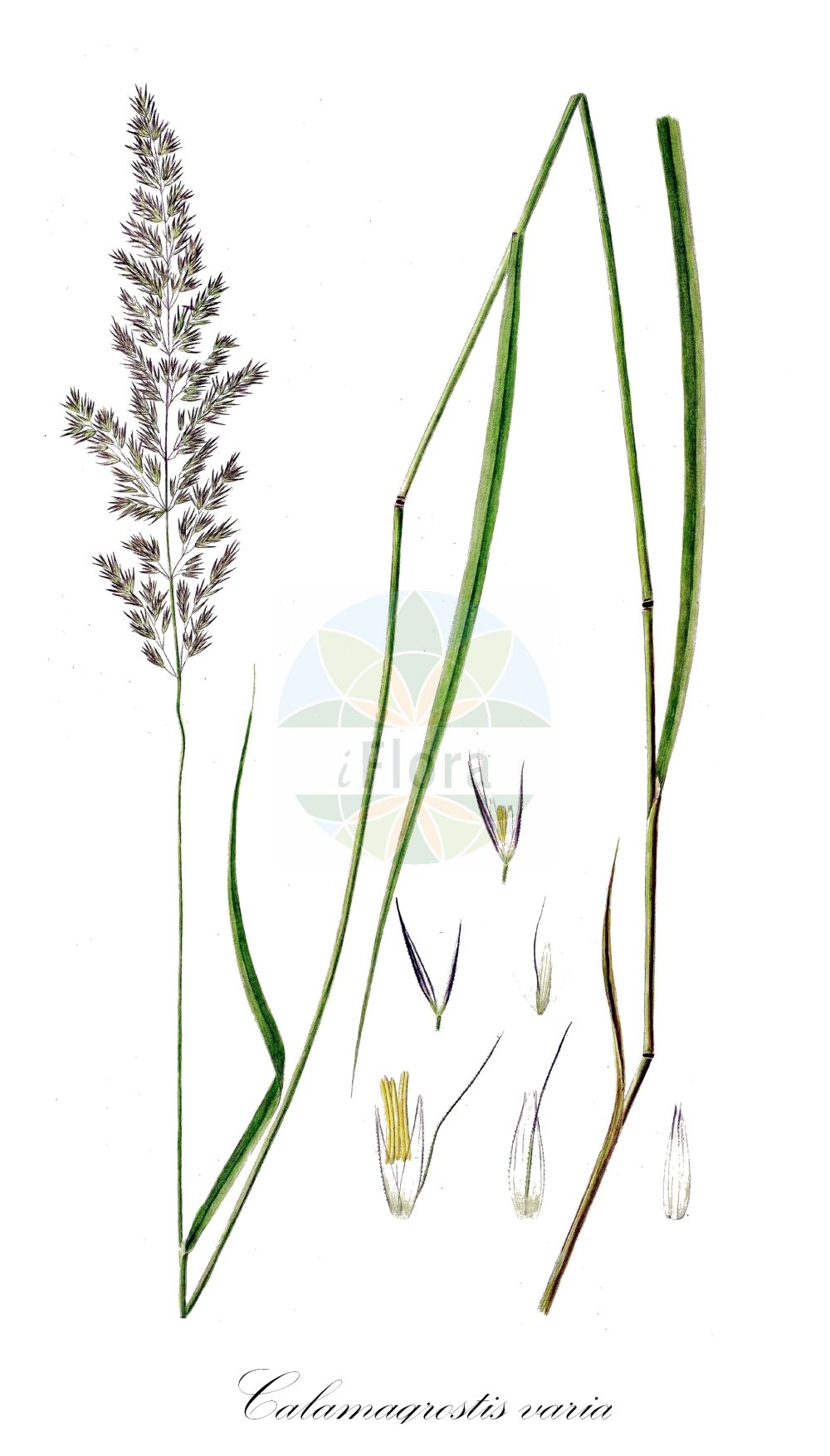 Historische Abbildung von Calamagrostis varia (Berg-Reitgras - Mountain Smallreed). Das Bild zeigt Blatt, Bluete, Frucht und Same. ---- Historical Drawing of Calamagrostis varia (Berg-Reitgras - Mountain Smallreed). The image is showing leaf, flower, fruit and seed.(Calamagrostis varia,Berg-Reitgras,Mountain Smallreed,Arundo varia,Calamagrostis montana,Calamagrostis sylvatica,Calamagrostis varia,Berg-Reitgras,Buntes Reitgras,Bunt-Reitgras,Kalk-Reitgras,Mountain Smallreed,Calamagrostis,Reitgras,Reedgrass,Poaceae,Süßgräser,Grass family,Blatt,Bluete,Frucht,Same,leaf,flower,fruit,seed,Oeder (1761-1883))