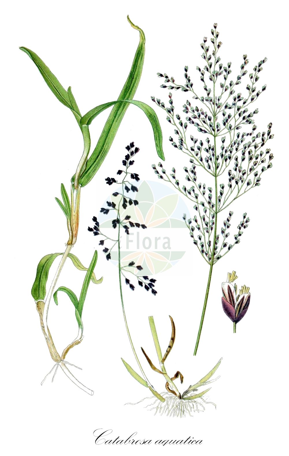 Historische Abbildung von Catabrosa aquatica (Europäisches Quellgras - Whorl-grass). Das Bild zeigt Blatt, Bluete, Frucht und Same. ---- Historical Drawing of Catabrosa aquatica (Europäisches Quellgras - Whorl-grass). The image is showing leaf, flower, fruit and seed.(Catabrosa aquatica,Europäisches Quellgras,Whorl-grass,Aira aquatica,Catabrosa aquatica,Catabrosa ochroleuca,Europaeisches Quellgras,Whorl-grass,Brookgrass,Water Whorlgrass,Catabrosa,Quellgras,Whorlgrass,Poaceae,Süßgräser,Grass family,Blatt,Bluete,Frucht,Same,leaf,flower,fruit,seed,Lindman (1901-1905))