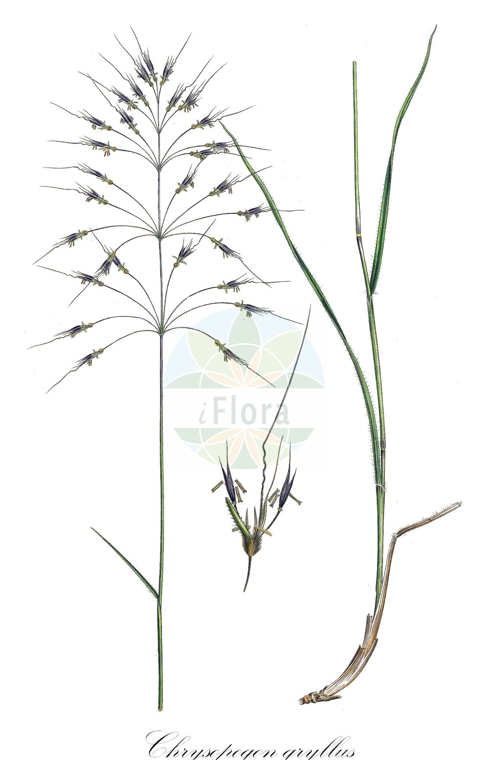 Historische Abbildung von Chrysopogon gryllus. Das Bild zeigt Blatt, Bluete, Frucht und Same. ---- Historical Drawing of Chrysopogon gryllus. The image is showing leaf, flower, fruit and seed.(Chrysopogon gryllus,Andropogon gryllus,Chrysopogon gryllus,Chrysopogon,Poaceae,Süßgräser,Grass family,Blatt,Bluete,Frucht,Same,leaf,flower,fruit,seed,Sibthorp & Smith (1806-1840))