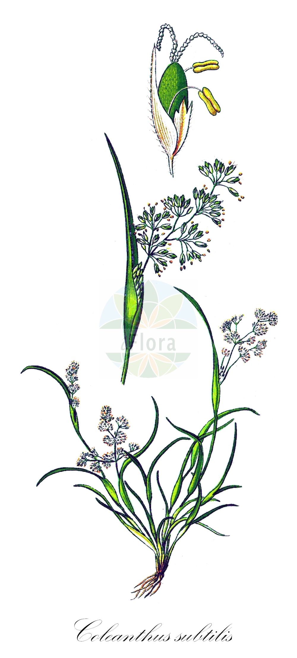 Historische Abbildung von Coleanthus subtilis (Scheidengras - Mossgrass). Das Bild zeigt Blatt, Bluete, Frucht und Same. ---- Historical Drawing of Coleanthus subtilis (Scheidengras - Mossgrass). The image is showing leaf, flower, fruit and seed.(Coleanthus subtilis,Scheidengras,Mossgrass,Coleanthus subtilis,Schmidtia subtilis,Scheidengras,Scheidenbluetgras,Mossgrass,Mudgrass,Sheath Grass,Coleanthus,Scheidengras,Mossgrass,Poaceae,Süßgräser,Grass family,Blatt,Bluete,Frucht,Same,leaf,flower,fruit,seed,Thomé (1885))