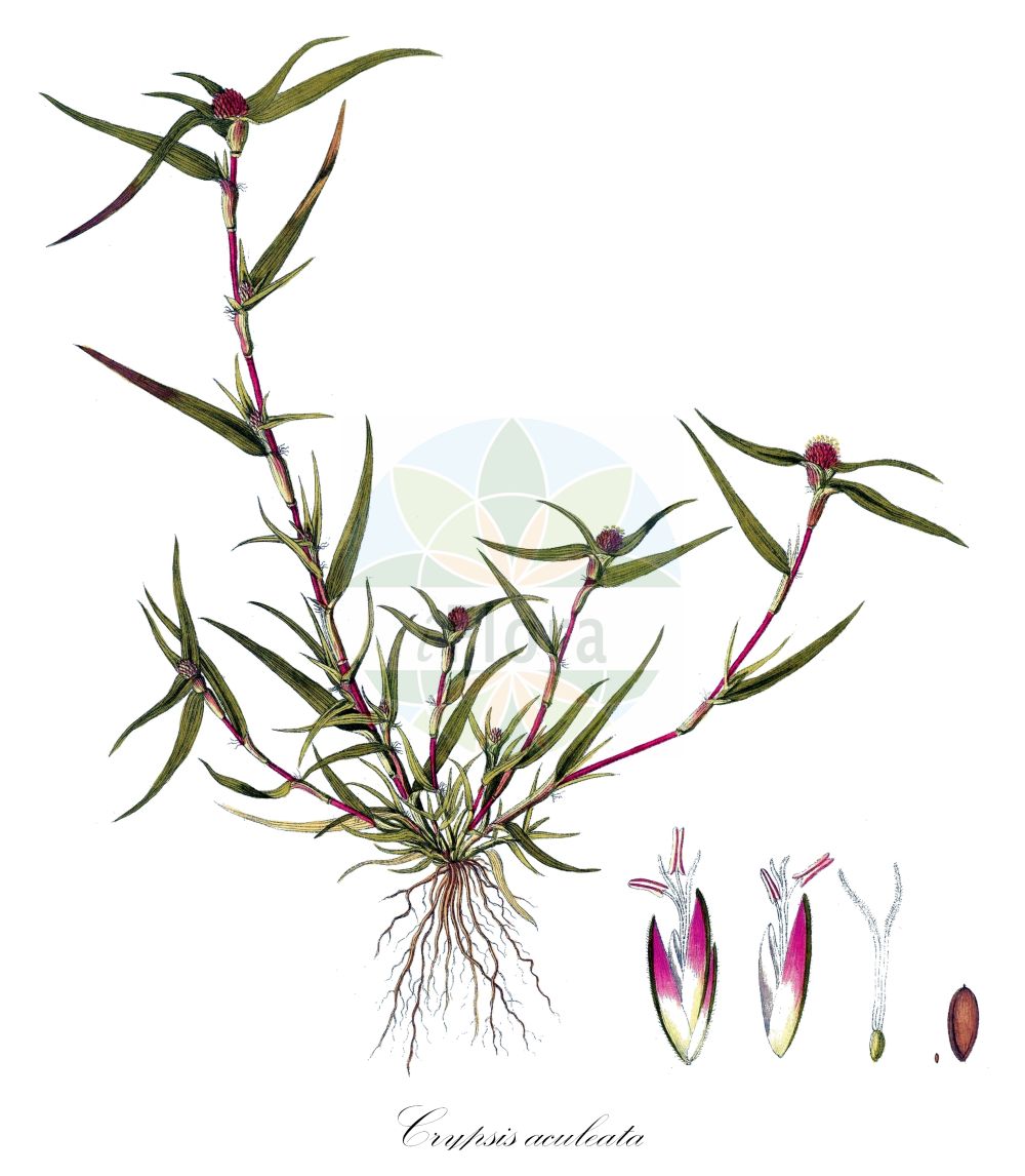 Historische Abbildung von Crypsis aculeata. Das Bild zeigt Blatt, Bluete, Frucht und Same. ---- Historical Drawing of Crypsis aculeata. The image is showing leaf, flower, fruit and seed.(Crypsis aculeata,Crypsis aculeata,Schoenus aculeatus,Crypsis,Poaceae,Süßgräser,Grass family,Blatt,Bluete,Frucht,Same,leaf,flower,fruit,seed,Host (1801-1809))