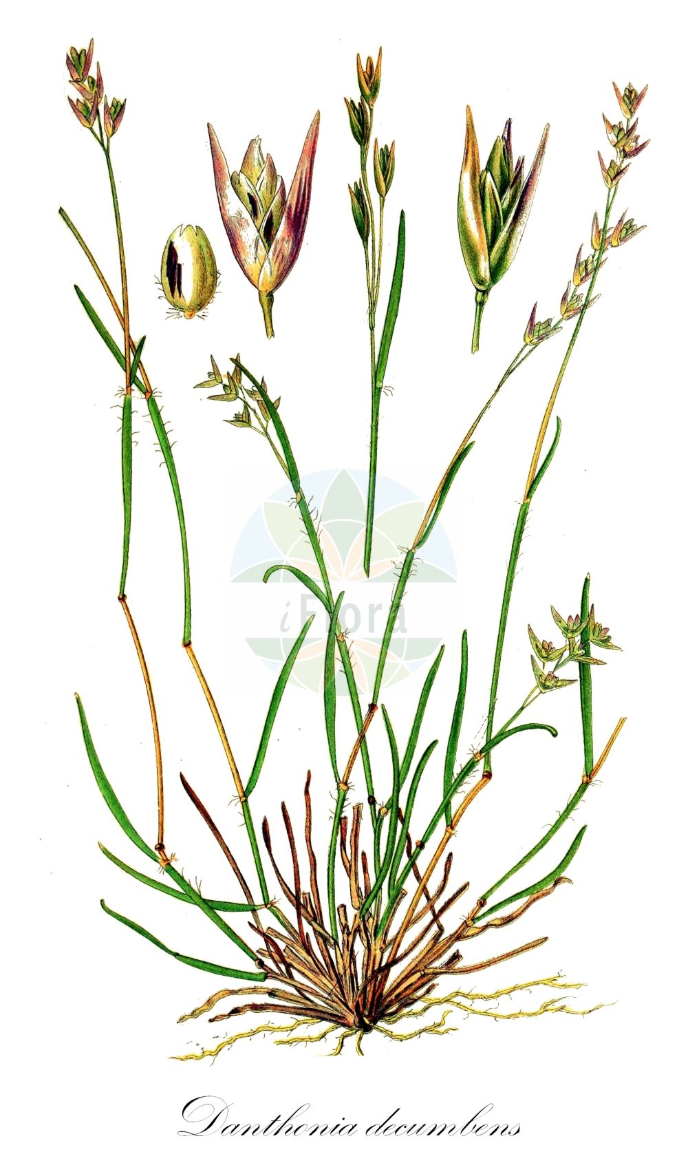 Historische Abbildung von Danthonia decumbens (Dreizahn - Heath-grass). Das Bild zeigt Blatt, Bluete, Frucht und Same. ---- Historical Drawing of Danthonia decumbens (Dreizahn - Heath-grass). The image is showing leaf, flower, fruit and seed.(Danthonia decumbens,Dreizahn,Heath-grass,Avena compacta,Danthonia decumbens,Festuca decumbens,Poa decumbens,Sieglingia decumbens,Triodia decumbens,Dreizahn,Enttaeuschender Dreizahn,Gewoehnlicher Dreizahn,Heath-grass,Decumbent Heathgrass,Common Heathgrass,Danthonia,Dreizahn,Oatgrass,Poaceae,Süßgräser,Grass family,Blatt,Bluete,Frucht,Same,leaf,flower,fruit,seed,Lindman (1901-1905))