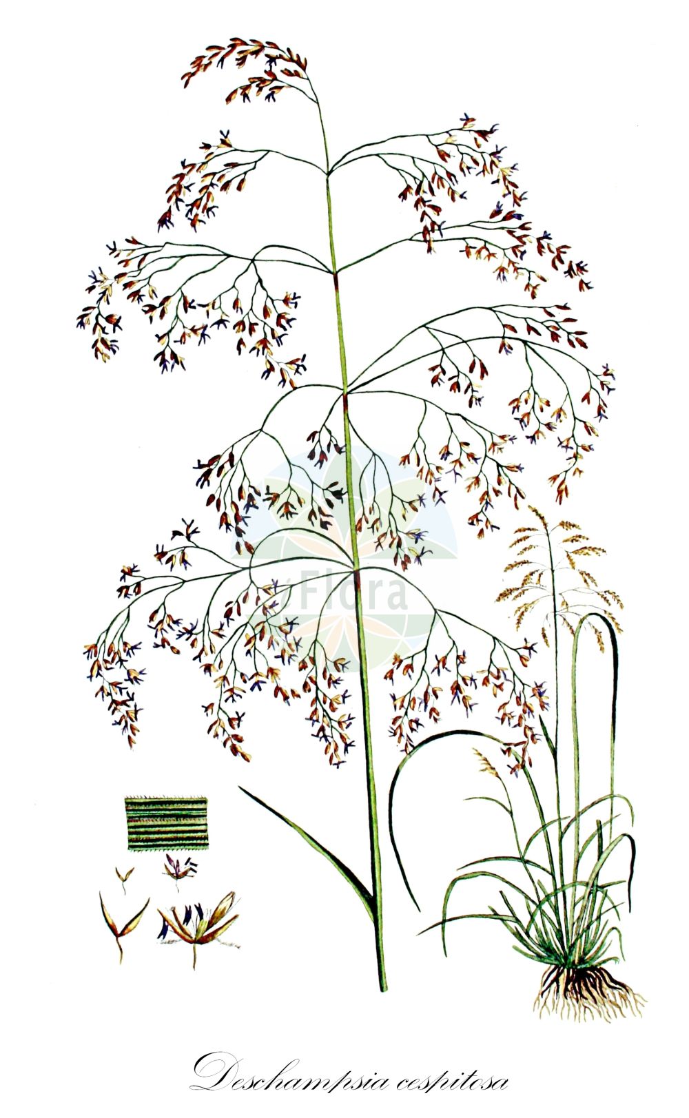 Historische Abbildung von Deschampsia cespitosa (Rasen-Schmiele - Tufted Hair-grass). Das Bild zeigt Blatt, Bluete, Frucht und Same. ---- Historical Drawing of Deschampsia cespitosa (Rasen-Schmiele - Tufted Hair-grass). The image is showing leaf, flower, fruit and seed.(Deschampsia cespitosa,Rasen-Schmiele,Tufted Hair-grass,Deschampsia austrobohemica,Deschampsia cespitosa,Deschampsia gaudinii,Aira cespitosa,Rasen-Schmiele,Armbluetige Rasen-Schmiele,Tufted Hair-grass,Alpine Hairgrass,Hassock,Turfy Hairgrass,Tussockgrass,Deschampsia,Schmiele,Hair-grass,Poaceae,Süßgräser,Grass family,Blatt,Bluete,Frucht,Same,leaf,flower,fruit,seed,Kops (1800-1934))