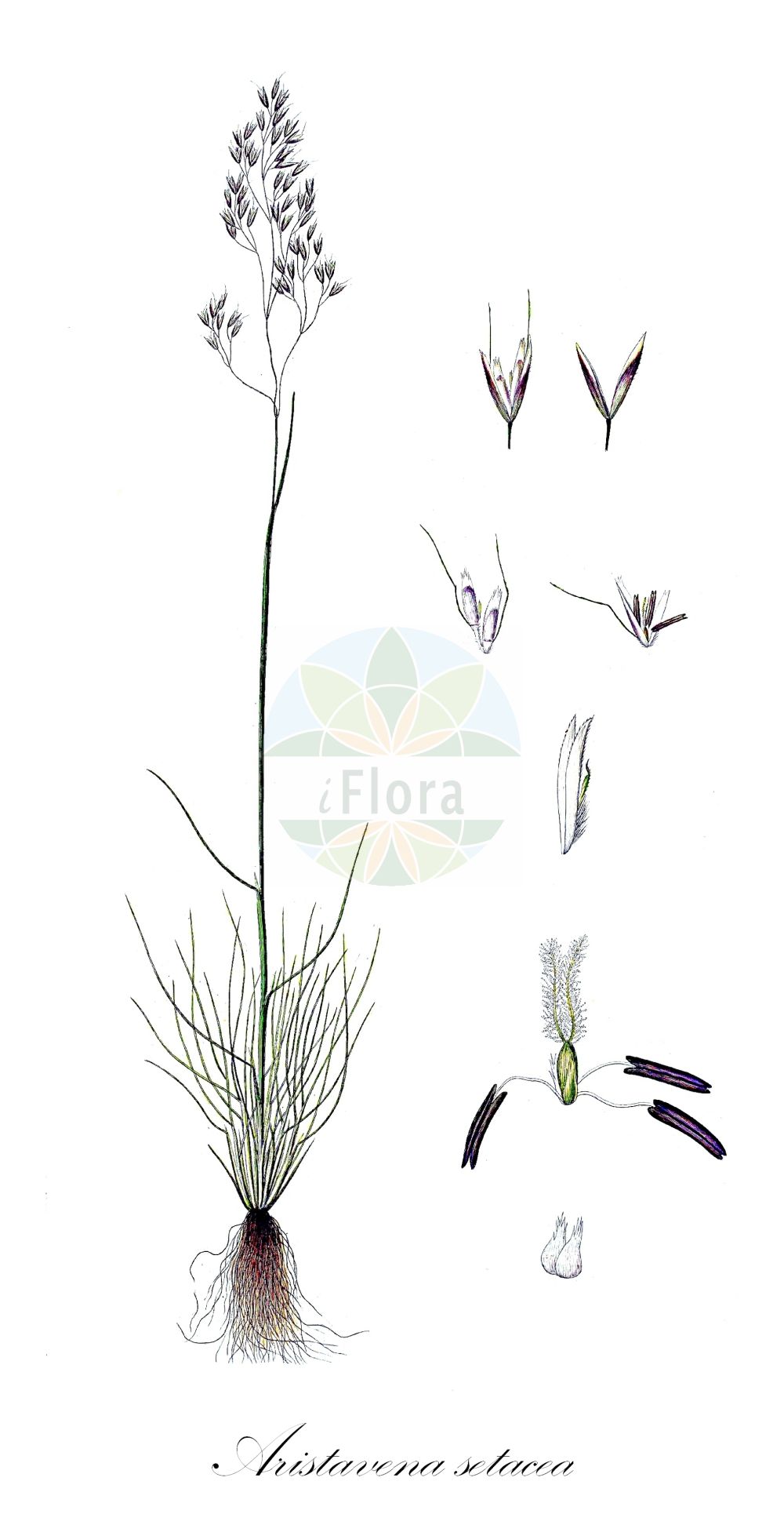 Historische Abbildung von Aristavena setacea (Moor-Schmiele - Bog Hair-grass). Das Bild zeigt Blatt, Bluete, Frucht und Same. ---- Historical Drawing of Aristavena setacea (Moor-Schmiele - Bog Hair-grass). The image is showing leaf, flower, fruit and seed.(Aristavena setacea,Moor-Schmiele,Bog Hair-grass,Aira setacea,Aristavena setacea,Deschampsia discolor,Deschampsia setacea,Deschampsia thuilleri,Moor-Schmiele,Borst-Schmiele,Bog Hair-grass,Aristavena,Poaceae,Süßgräser,Grass family,Blatt,Bluete,Frucht,Same,leaf,flower,fruit,seed,Oeder (1761-1883))