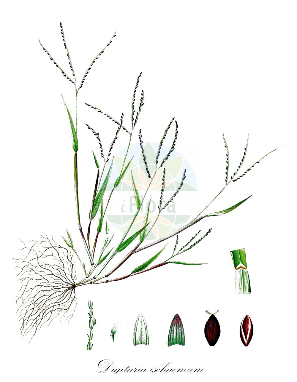 Historische Abbildung von Digitaria ischaemum (Faden-Fingerhirse - Smooth Finger-grass). Das Bild zeigt Blatt, Bluete, Frucht und Same. ---- Historical Drawing of Digitaria ischaemum (Faden-Fingerhirse - Smooth Finger-grass). The image is showing leaf, flower, fruit and seed.(Digitaria ischaemum,Faden-Fingerhirse,Smooth Finger-grass,Digitaria glabra,Digitaria humifusa,Digitaria ischaemum,Digitaria linearis,Panicum filiforme,Panicum glabrum,Panicum ischaemum,Faden-Fingerhirse,Fadenhirse,Kahle Fingerhirse,Smooth Finger-grass,Red Millet,Smooth Crabgrass,Smooth Summergrass,Digitaria,Fingerhirse,Crabgrass,Poaceae,Süßgräser,Grass family,Blatt,Bluete,Frucht,Same,leaf,flower,fruit,seed,Oeder (1761-1883))