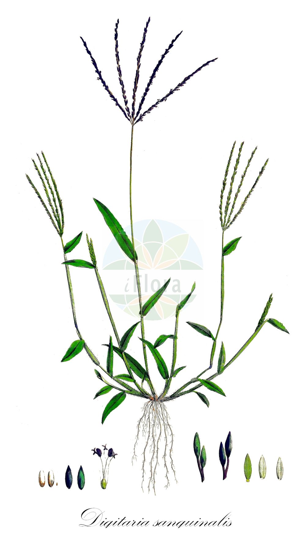 Historische Abbildung von Digitaria sanguinalis (Blutrote Fingerhirse - Hairy Finger-grass). Das Bild zeigt Blatt, Bluete, Frucht und Same. ---- Historical Drawing of Digitaria sanguinalis (Blutrote Fingerhirse - Hairy Finger-grass). The image is showing leaf, flower, fruit and seed.(Digitaria sanguinalis,Blutrote Fingerhirse,Hairy Finger-grass,Digitaria gracilis,Digitaria sanguinalis,Panicum sanguinale,Blutrote Fingerhirse,Blutfennich,Bluthirse,Hairy Finger-grass,Crabgrass,Hairy Crabgrass,Large Crabgrass,Summergrass,Digitaria,Fingerhirse,Crabgrass,Poaceae,Süßgräser,Grass family,Blatt,Bluete,Frucht,Same,leaf,flower,fruit,seed,Curtis (1777-1798))