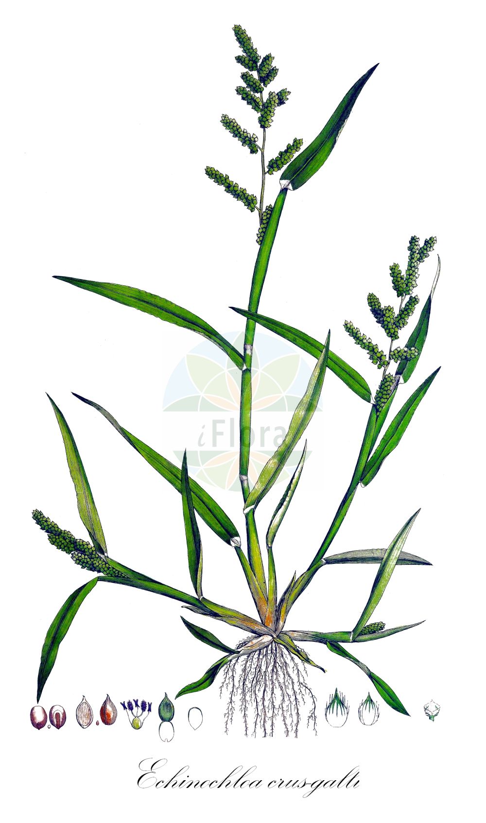 Historische Abbildung von Echinochloa crus-galli (Gewöhnliche Hühnerhirse - Cockspur). ---- Historical Drawing of Echinochloa crus-galli (Gewöhnliche Hühnerhirse - Cockspur).(Echinochloa crus-galli,Gewöhnliche Hühnerhirse,Cockspur,Echinochloa crus-galli,Panicum crus-galli,Gewoehnliche Huehnerhirse,Cockspur,Barnyard Grass,Barnyard Millet,Cockspurgrass,Common Barnyard Grass,Echinochloa,Hühnerhirse,Cockspur Grass,Poaceae,Süßgräser,Grass family,Curtis (1777-1798))