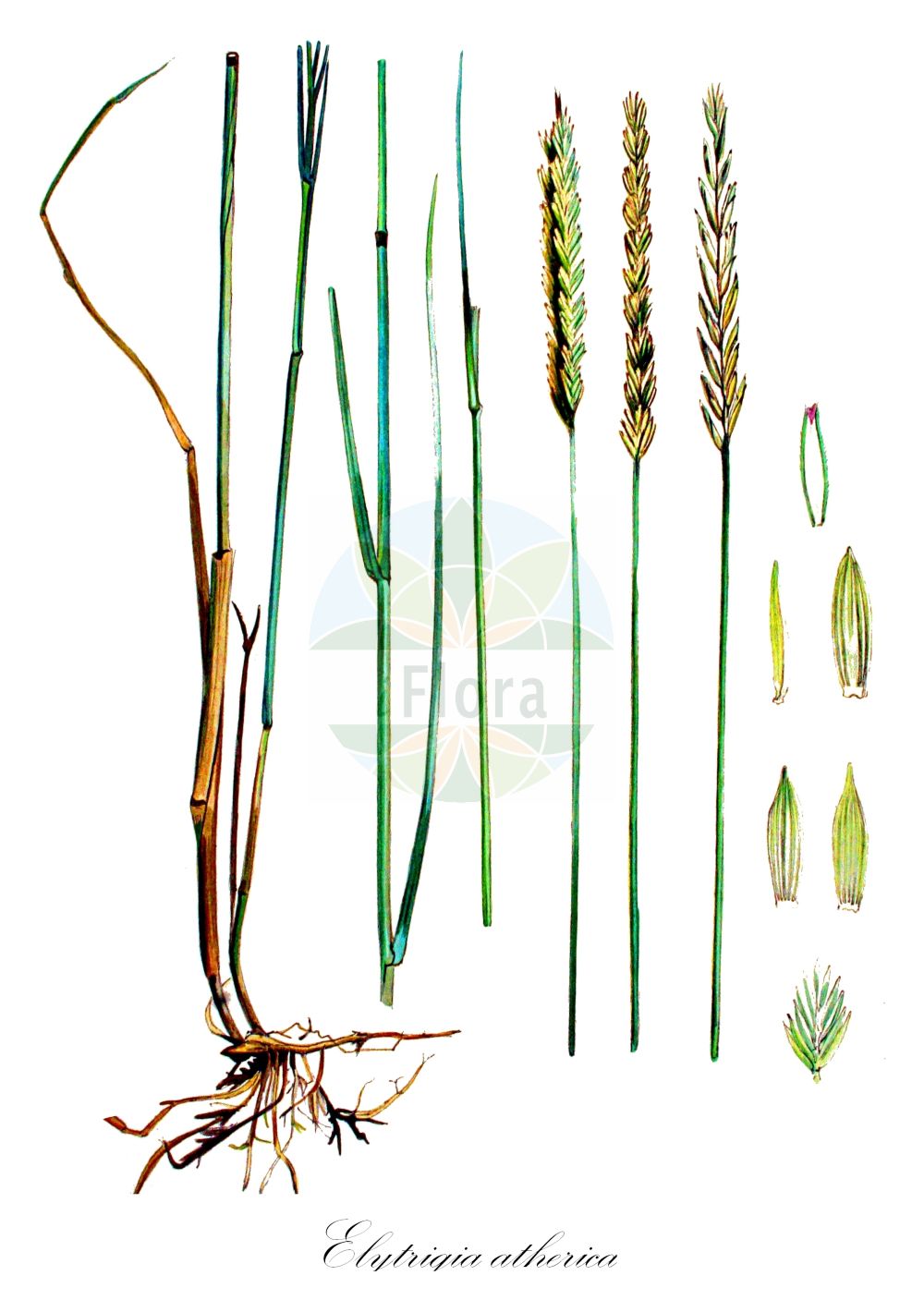 Historische Abbildung von Elytrigia atherica (Dünen-Quecke - Sea Couch). Das Bild zeigt Blatt, Bluete, Frucht und Same. ---- Historical Drawing of Elytrigia atherica (Dünen-Quecke - Sea Couch). The image is showing leaf, flower, fruit and seed.(Elytrigia atherica,Dünen-Quecke,Sea Couch,Agropyron athericum,Agropyron litorale,Agropyron pycnantum,Elymus athericus,Elymus pycnanthus,Elytrigia atherica,Elytrigia pycnantha,Psammopyrum athericum,Triticum athericum,Triticum litorale,Triticum pycnanthum,Duenen-Quecke,Dichtaehrige Quecke,Stech-Quecke,Sea Couch,Neglected Couch,Elytrigia,Poaceae,Süßgräser,Grass family,Blatt,Bluete,Frucht,Same,leaf,flower,fruit,seed,Kops (1800-1934))
