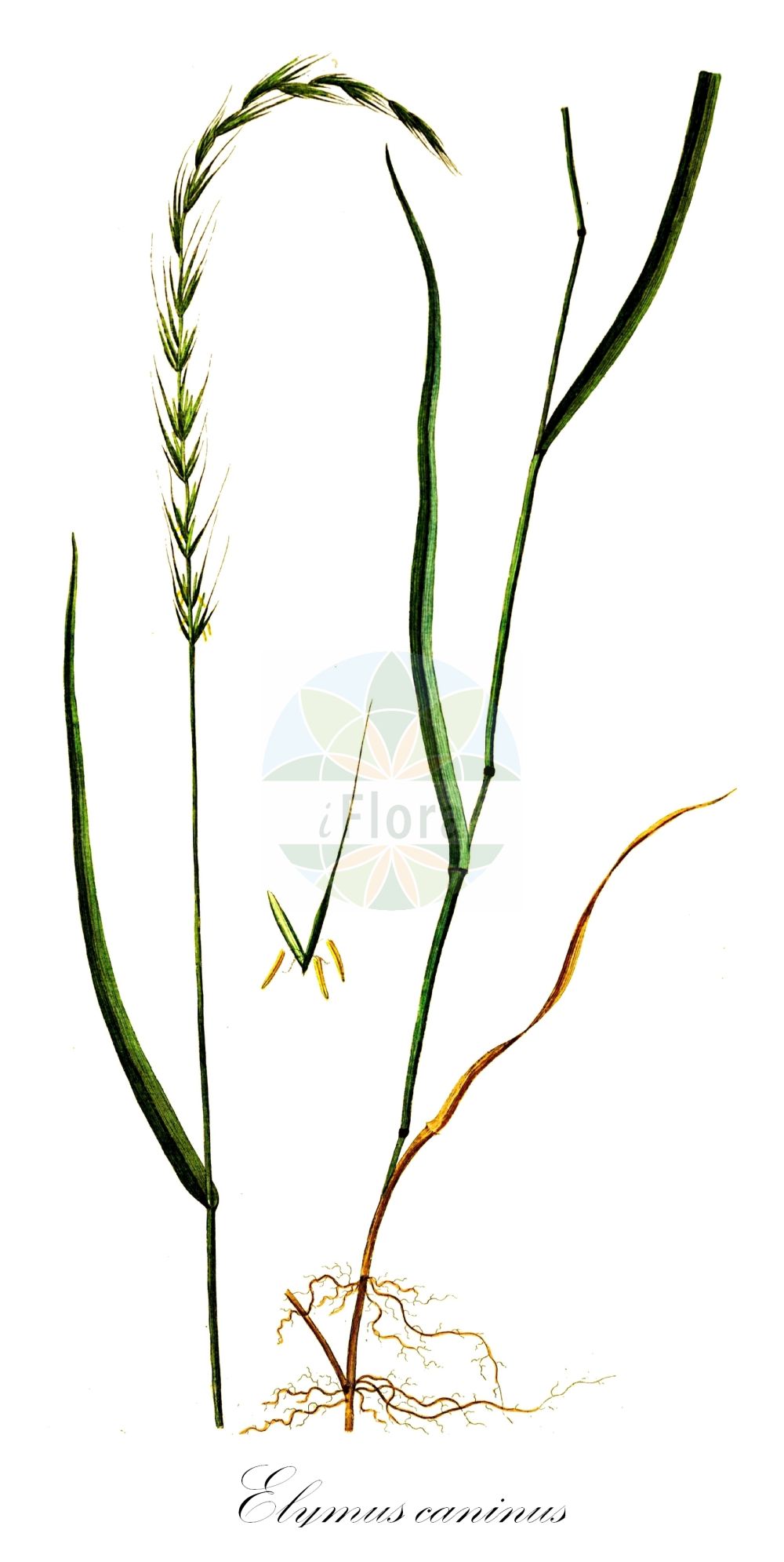 Historische Abbildung von Elymus caninus (Hunds-Quecke - Bearded Couch). Das Bild zeigt Blatt, Bluete, Frucht und Same. ---- Historical Drawing of Elymus caninus (Hunds-Quecke - Bearded Couch). The image is showing leaf, flower, fruit and seed.(Elymus caninus,Hunds-Quecke,Bearded Couch,Agropyron biflorum,Agropyron caninum,Agropyron donianum,Brachypodium caninum,Elymus caninus,Goulardia canina,Roegneria behmii,Roegneria canina,Roegneria doniana,Triticum biflorum,Triticum caninum,Triticum rupestre,Hunds-Quecke,Bearded Couch,Awned Wheatgrass,Bearded Wheatgrass,Bearded Couchgrass,Fibrous-rooted Wheatgrass,Fibrous Wheatgrass,Tufted Couchgrass,Elymus,Quecke,Wildrye,Poaceae,Süßgräser,Grass family,Blatt,Bluete,Frucht,Same,leaf,flower,fruit,seed,Oeder (1761-1883))