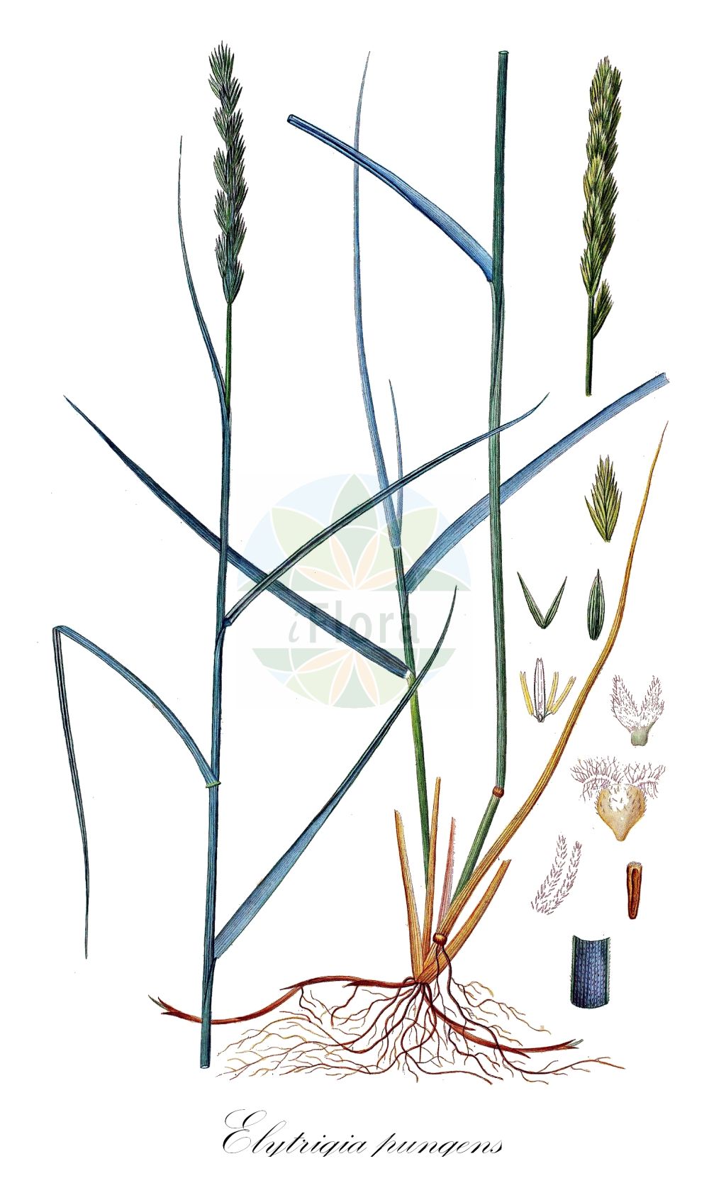 Historische Abbildung von Elytrigia pungens. Das Bild zeigt Blatt, Bluete, Frucht und Same. ---- Historical Drawing of Elytrigia pungens. The image is showing leaf, flower, fruit and seed.(Elytrigia pungens,Agropyron pungens,Elymus pungens,Elytrigia pungens,Psammopyrum pungens,Triticum pungens,Elytrigia,Poaceae,Süßgräser,Grass family,Blatt,Bluete,Frucht,Same,leaf,flower,fruit,seed,Oeder (1761-1883))