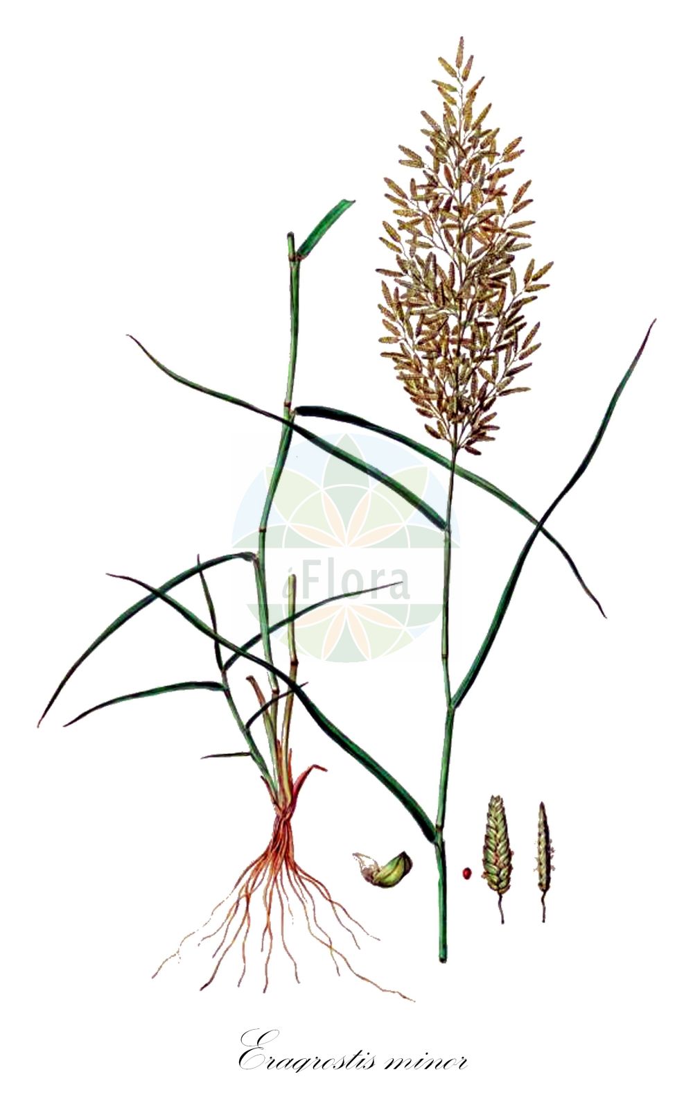 Historische Abbildung von Eragrostis minor (Kleines Liebesgras - Small Love-grass). Das Bild zeigt Blatt, Bluete, Frucht und Same. ---- Historical Drawing of Eragrostis minor (Kleines Liebesgras - Small Love-grass). The image is showing leaf, flower, fruit and seed.(Eragrostis minor,Kleines Liebesgras,Small Love-grass,Eragrostis brizoides,Eragrostis minor,Eragrostis poaeoides,Poa eragrostis,Kleines Liebesgras,Small Love-grass,Lesser Lovegrass,Little Lovegrass,Smaller Stinkgrass,Spreading Lovegrass,Eragrostis,Liebesgras,Lovergrass,Poaceae,Süßgräser,Grass family,Blatt,Bluete,Frucht,Same,leaf,flower,fruit,seed,Sibthorp & Smith (1806-1840))