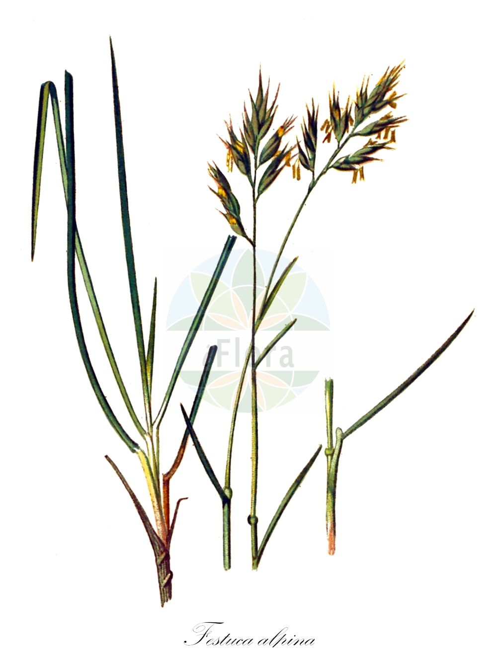 Historische Abbildung von Festuca alpina (Alpen-Schwingel - Alpine Fescue). Das Bild zeigt Blatt, Bluete, Frucht und Same. ---- Historical Drawing of Festuca alpina (Alpen-Schwingel - Alpine Fescue). The image is showing leaf, flower, fruit and seed.(Festuca alpina,Alpen-Schwingel,Alpine Fescue,Festuca capillaris,Festuca alpina,Alpen-Schwingel,Alpine Fescue,Festuca,Schwingel,Fescue,Poaceae,Süßgräser,Grass family,Blatt,Bluete,Frucht,Same,leaf,flower,fruit,seed,Seboth & Graf (1879-1884))