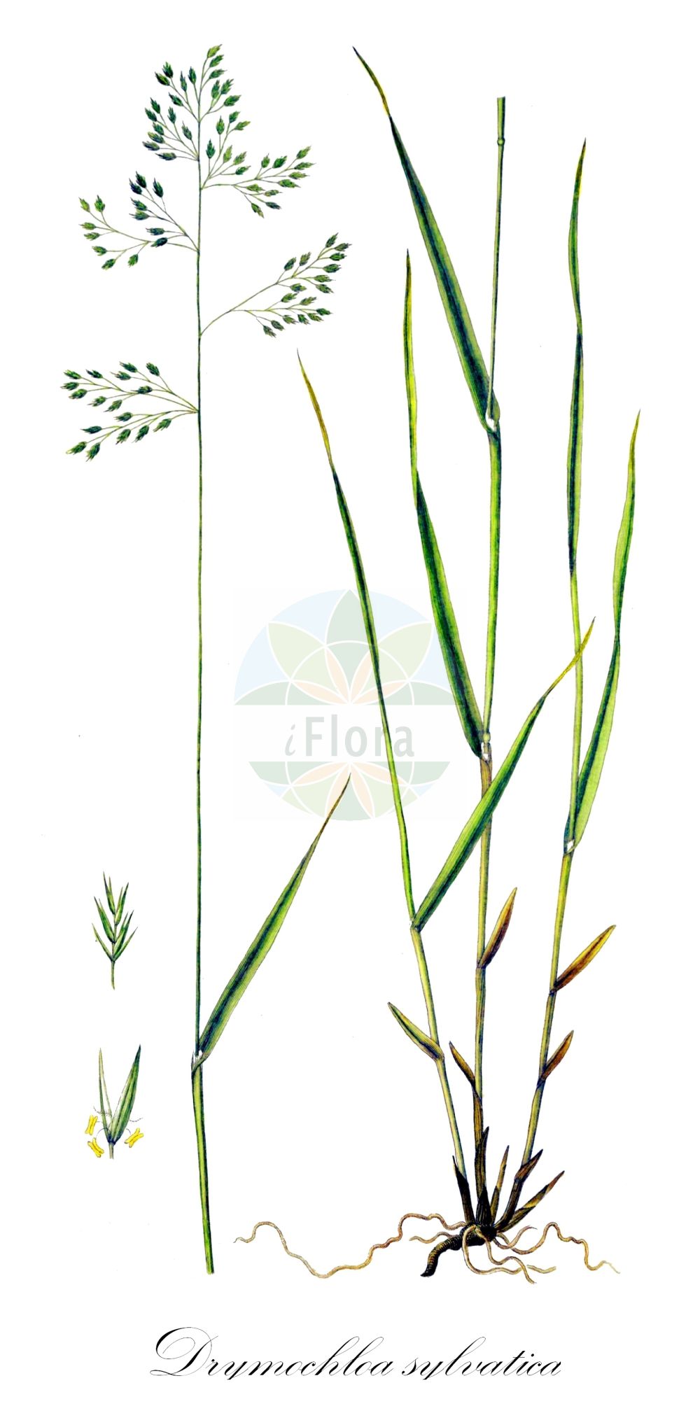 Historische Abbildung von Drymochloa sylvatica (Wald-Schwingel - Wood Fescue). Das Bild zeigt Blatt, Bluete, Frucht und Same. ---- Historical Drawing of Drymochloa sylvatica (Wald-Schwingel - Wood Fescue). The image is showing leaf, flower, fruit and seed.(Drymochloa sylvatica,Wald-Schwingel,Wood Fescue,Drymochloa sylvatica,Festuca sylvatica,Poa sylvatica,Festuca altissima,Wald-Schwingel,Wood Fescue,Reed Fescue,Drymochloa,Poaceae,Süßgräser,Grass family,Blatt,Bluete,Frucht,Same,leaf,flower,fruit,seed,Oeder (1761-1883))