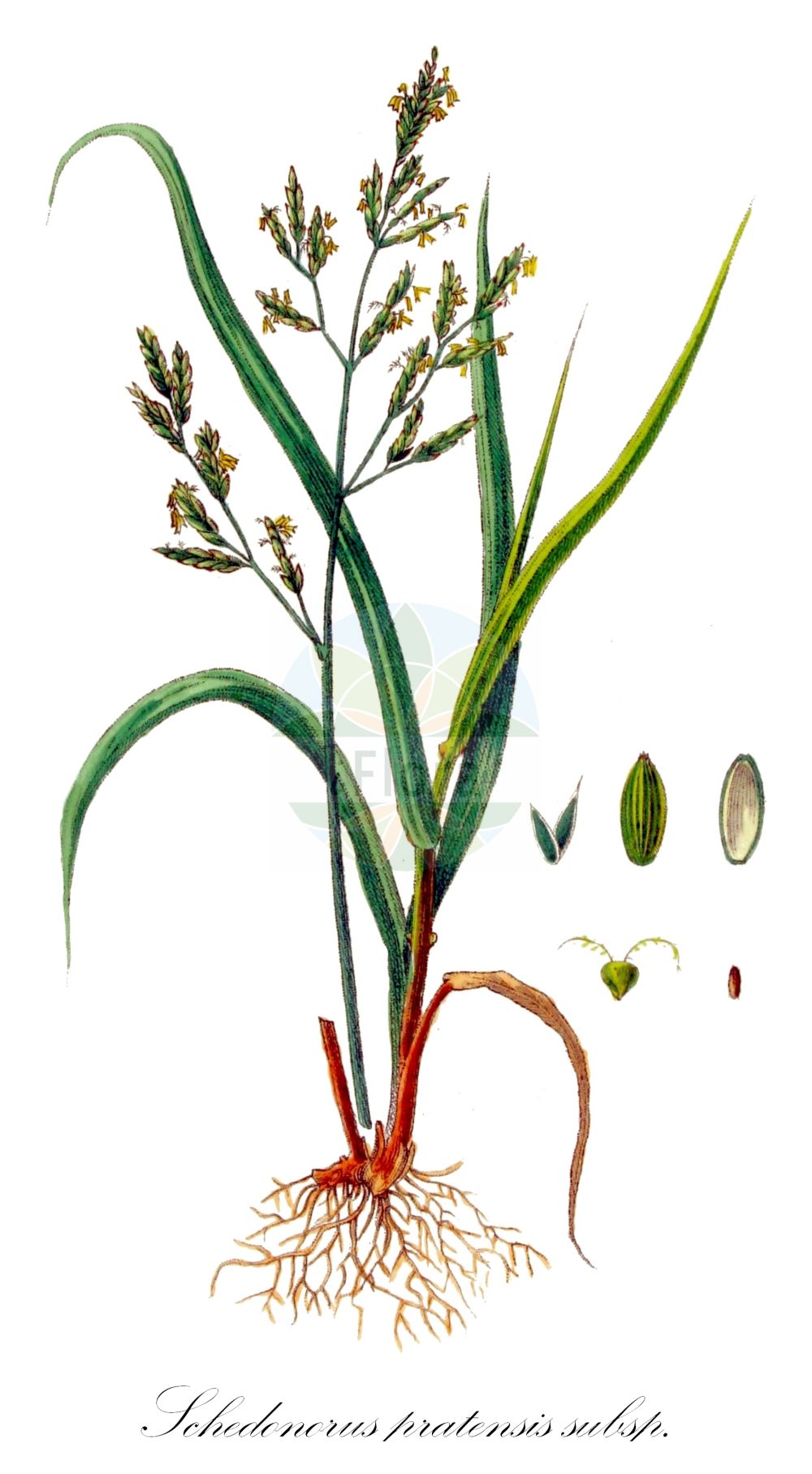 Historische Abbildung von Schedonorus pratensis subsp. apenninus (Apennin-Wiesenschwingel - Meadow Fescue). Das Bild zeigt Blatt, Bluete, Frucht und Same. ---- Historical Drawing of Schedonorus pratensis subsp. apenninus (Apennin-Wiesenschwingel - Meadow Fescue). The image is showing leaf, flower, fruit and seed.(Schedonorus pratensis subsp. apenninus,Apennin-Wiesenschwingel,Meadow Fescue,Schedonorus pratensis subsp. apenninus,Apennin-Wiesenschwingel,Apeninnen-Schwingel,Begrannter Wiesen-Schwingel,Meadow Fescue,Schedonorus,Poaceae,Süßgräser,Grass family,Blatt,Bluete,Frucht,Same,leaf,flower,fruit,seed,Kops (1800-1934))