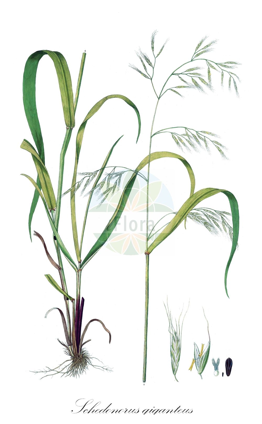 Historische Abbildung von Schedonorus giganteus (Riesen-Schwingel - Giant Fescue). Das Bild zeigt Blatt, Bluete, Frucht und Same. ---- Historical Drawing of Schedonorus giganteus (Riesen-Schwingel - Giant Fescue). The image is showing leaf, flower, fruit and seed.(Schedonorus giganteus,Riesen-Schwingel,Giant Fescue,Bromus giganteus,Festuca gigantea,Lolium giganteum,Schedonorus giganteus,Riesen-Schwingel,Giant Fescue,Giant Brome Grass,Tall Bearded Fescue,Schedonorus,Poaceae,Süßgräser,Grass family,Blatt,Bluete,Frucht,Same,leaf,flower,fruit,seed,Host (1801-1809))
