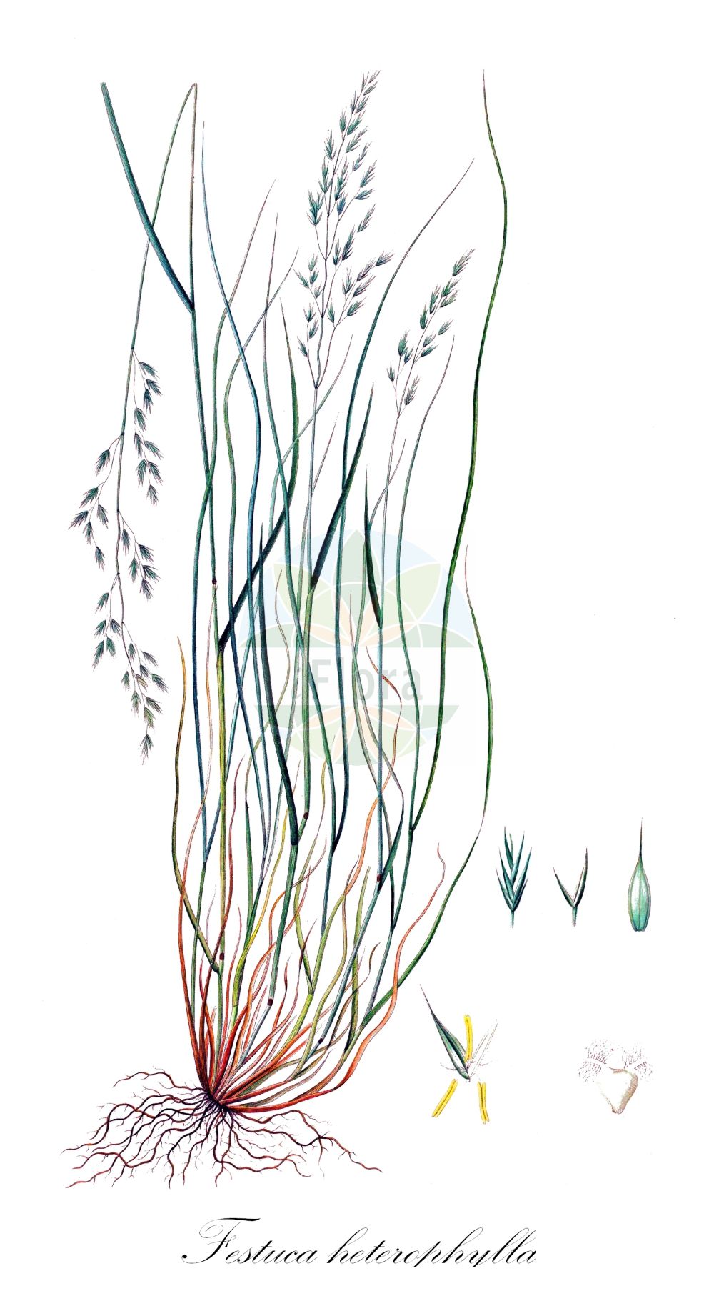 Historische Abbildung von Festuca heterophylla (Verschiedenblättriger Schwingel - Various-leaved Fescue). Das Bild zeigt Blatt, Bluete, Frucht und Same. ---- Historical Drawing of Festuca heterophylla (Verschiedenblättriger Schwingel - Various-leaved Fescue). The image is showing leaf, flower, fruit and seed.(Festuca heterophylla,Verschiedenblättriger Schwingel,Various-leaved Fescue,Festuca heterophylla,Verschiedenblaettriger Schwingel,Various-leaved Fescue,Grandmother's Hair,Variousleaf Fescue,Festuca,Schwingel,Fescue,Poaceae,Süßgräser,Grass family,Blatt,Bluete,Frucht,Same,leaf,flower,fruit,seed,Oeder (1761-1883))
