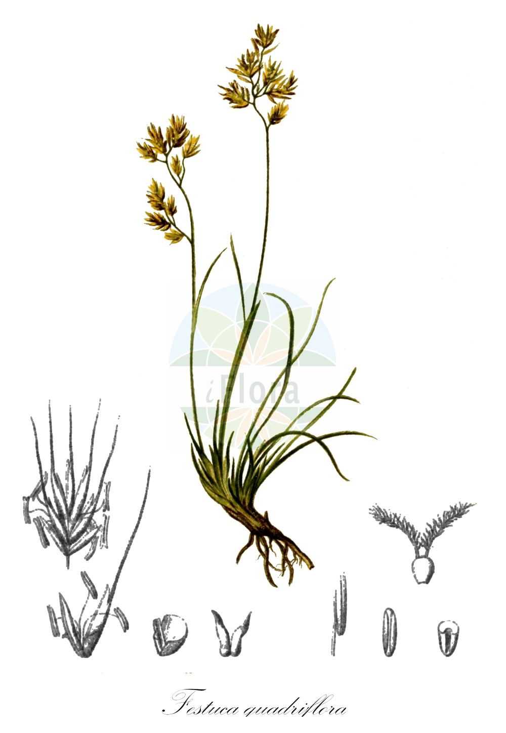 Historische Abbildung von Festuca quadriflora (Niedriger Schwingel - Low Fescue). Das Bild zeigt Blatt, Bluete, Frucht und Same. ---- Historical Drawing of Festuca quadriflora (Niedriger Schwingel - Low Fescue). The image is showing leaf, flower, fruit and seed.(Festuca quadriflora,Niedriger Schwingel,Low Fescue,Festuca hackeliana,Festuca pumila,Festuca quadriflora,Festuca rigidior,Festuca varia var. villarsii,Niedriger Schwingel,Niedriger Bunt-Schwingel,Low Fescue,Festuca,Schwingel,Fescue,Poaceae,Süßgräser,Grass family,Blatt,Bluete,Frucht,Same,leaf,flower,fruit,seed,Hartinger & von Dalla Torre (1806f))