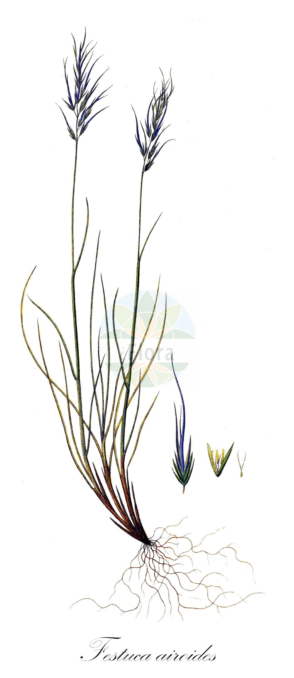 Historische Abbildung von Festuca airoides (Kleiner Schaf-Schwingel - Small Fescue). Das Bild zeigt Blatt, Bluete, Frucht und Same. ---- Historical Drawing of Festuca airoides (Kleiner Schaf-Schwingel - Small Fescue). The image is showing leaf, flower, fruit and seed.(Festuca airoides,Kleiner Schaf-Schwingel,Small Fescue,Festuca airoides,Festuca supina,Kleiner Schaf-Schwingel,Small Fescue,Festuca,Schwingel,Fescue,Poaceae,Süßgräser,Grass family,Blatt,Bluete,Frucht,Same,leaf,flower,fruit,seed,Oeder (1761-1883))