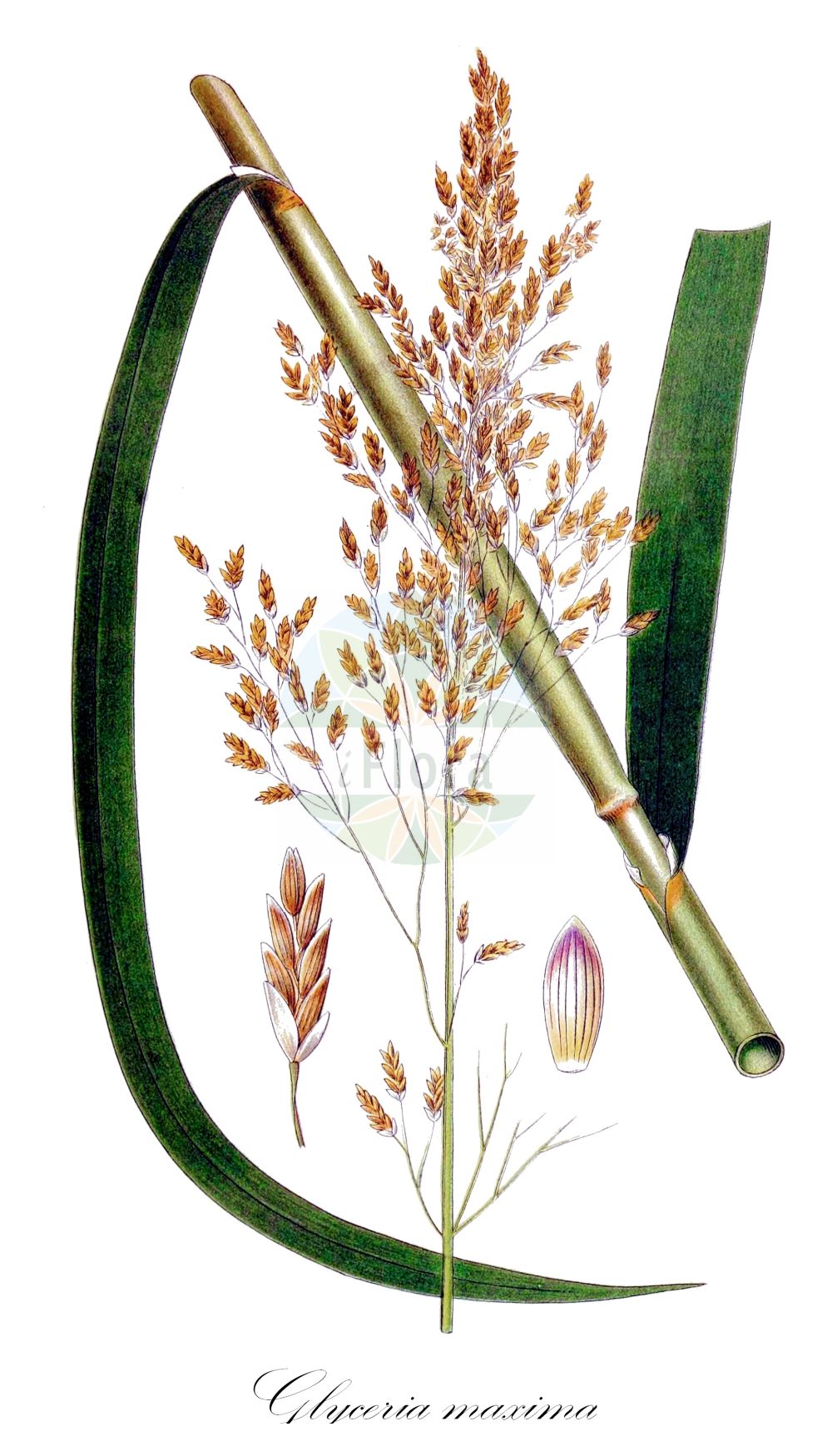 Historische Abbildung von Glyceria maxima (Großer Schwaden - Reed Sweet-grass). Das Bild zeigt Blatt, Bluete, Frucht und Same. ---- Historical Drawing of Glyceria maxima (Großer Schwaden - Reed Sweet-grass). The image is showing leaf, flower, fruit and seed.(Glyceria maxima,Großer Schwaden,Reed Sweet-grass,Glyceria altissima,Glyceria aquatica,Glyceria maxima,Glyceria spectabilis,Molinia maxima,Grosser Schwaden,Wasser-Schwaden,Reed Sweet-grass,Great Watergrass,Reed Mannagrass,Swampgrass,Water-meadow Grass,Glyceria,Schwaden,Mannagrass,Poaceae,Süßgräser,Grass family,Blatt,Bluete,Frucht,Same,leaf,flower,fruit,seed,Lindman (1901-1905))