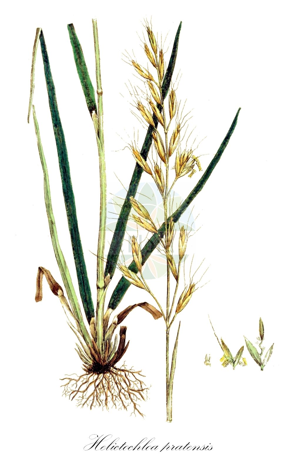 Historische Abbildung von Helictochloa pratensis (Echter Wiesenhafer - Meadow Oat-grass). Das Bild zeigt Blatt, Bluete, Frucht und Same. ---- Historical Drawing of Helictochloa pratensis (Echter Wiesenhafer - Meadow Oat-grass). The image is showing leaf, flower, fruit and seed.(Helictochloa pratensis,Echter Wiesenhafer,Meadow Oat-grass,Arrhenatherum pratense,Avena alpina,Avena pratensis,Avenastrum pratense,Avenochloa pratensis,Avenula alpina,Avenula pratensis,Helictochloa pratensis,Helictotrichon alpinum,Helictotrichon pratense,Trisetum pratense,Echter Wiesenhafer,Meadow Oat-grass,Narrow-leaved Perennial Oatgrass,Helictochloa,Poaceae,Süßgräser,Grass family,Blatt,Bluete,Frucht,Same,leaf,flower,fruit,seed,Svensk Botanik (Svensk Botanik))