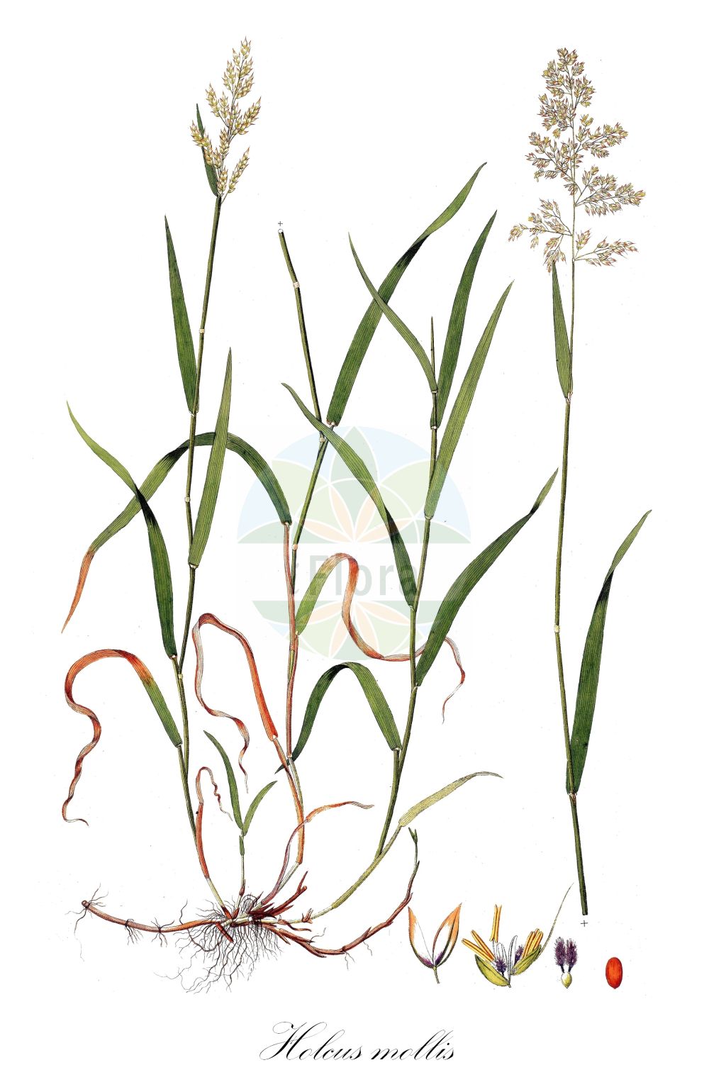 Historische Abbildung von Holcus mollis (Weiches Honiggras - Creeping Soft-grass). Das Bild zeigt Blatt, Bluete, Frucht und Same. ---- Historical Drawing of Holcus mollis (Weiches Honiggras - Creeping Soft-grass). The image is showing leaf, flower, fruit and seed.(Holcus mollis,Weiches Honiggras,Creeping Soft-grass,Holcus mollis,Holcus triflorus,Weiches Honiggras,Creeping Soft-grass,Chiendent,Creeping Velvetgrass,Creeping Fog,German Velvetgrass,Holcus,Honiggras,Soft-grass,Poaceae,Süßgräser,Grass family,Blatt,Bluete,Frucht,Same,leaf,flower,fruit,seed,Host (1801-1809))