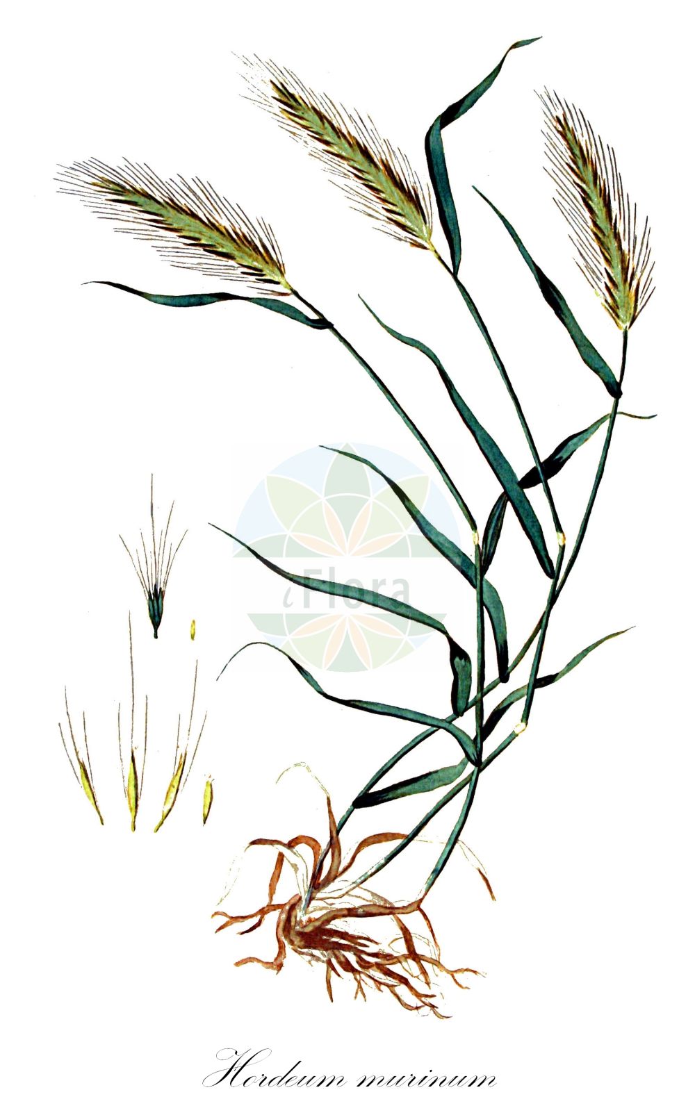 Historische Abbildung von Hordeum murinum (Mäuse-Gerste - Wall Barley). Das Bild zeigt Blatt, Bluete, Frucht und Same. ---- Historical Drawing of Hordeum murinum (Mäuse-Gerste - Wall Barley). The image is showing leaf, flower, fruit and seed.(Hordeum murinum,Mäuse-Gerste,Wall Barley,Critesion murinum,Hordeum murinum,Hordeum rubens,Maeuse-Gerste,Wall Barley,Mouse Barley,Hare Barley,Hordeum,Gerste,Barley,Poaceae,Süßgräser,Grass family,Blatt,Bluete,Frucht,Same,leaf,flower,fruit,seed,Kops (1800-1934))