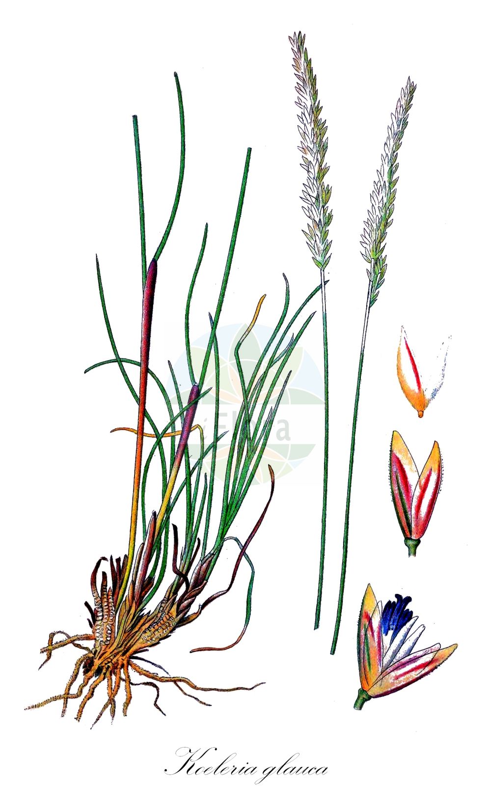 Historische Abbildung von Koeleria glauca (Blaues Rispengras - Blue Hair-grass). ---- Historical Drawing of Koeleria glauca (Blaues Rispengras - Blue Hair-grass).(Koeleria glauca,Blaues Rispengras,Blue Hair-grass,Aira glauca,Koeleria glauca,Koeleria maritima,Koeleria pohleana,Koeleria pyrenaica,Koeleria rochelii,Blaues Rispengras,Blaugraue Kammschmiele,Blaugruene Kammschmiele,Meergruene Kammschmiele,Blue Hair-grass,Koeleria,Schillergras,Junegrass,Poaceae,Süßgräser,Grass family,Lindman (1901-1905))