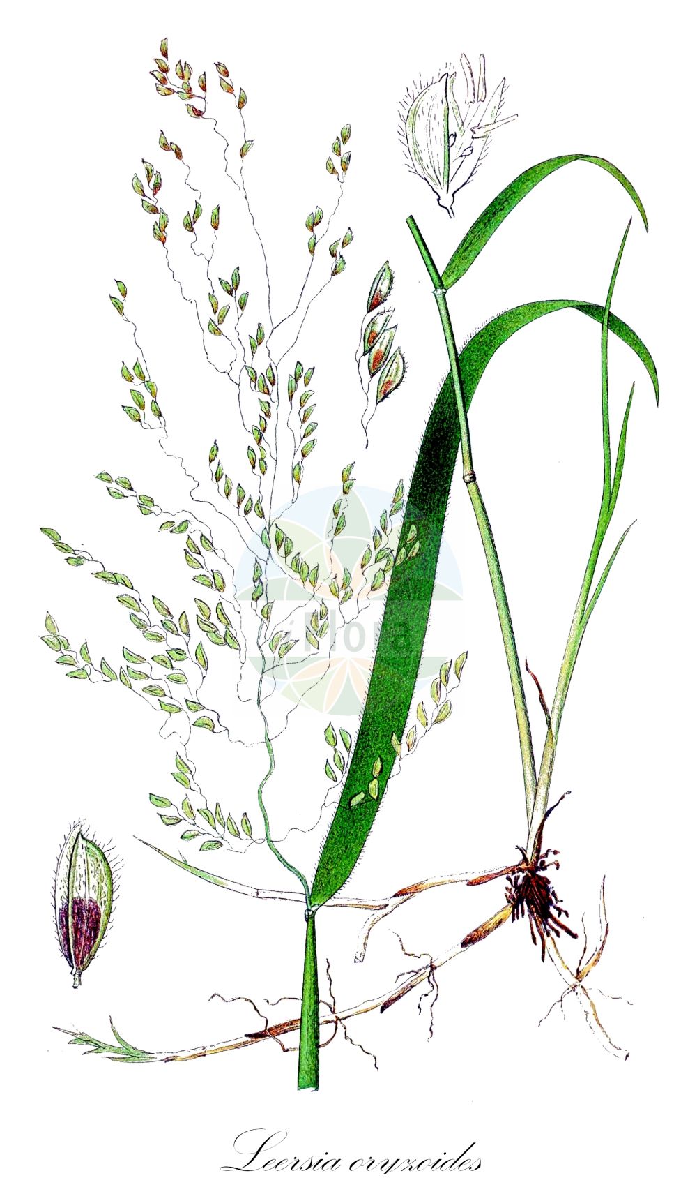 Historische Abbildung von Leersia oryzoides (Europäische Reisquecke - Cut-grass). Das Bild zeigt Blatt, Bluete, Frucht und Same. ---- Historical Drawing of Leersia oryzoides (Europäische Reisquecke - Cut-grass). The image is showing leaf, flower, fruit and seed.(Leersia oryzoides,Europäische Reisquecke,Cut-grass,Homalocenchrus oryzoides,Leersia oryzoides,Oryza clandestina,Oryza oryzoides,Phalaris oryzoides,Europaeische Reisquecke,Reisquecke,Wilder Reis,Cut-grass,Rice Grass,Marsh-grass,Rice Cutgrass,Leersia,Reisquecke,Cutgrass,Poaceae,Süßgräser,Grass family,Blatt,Bluete,Frucht,Same,leaf,flower,fruit,seed,Lindman (1901-1905))