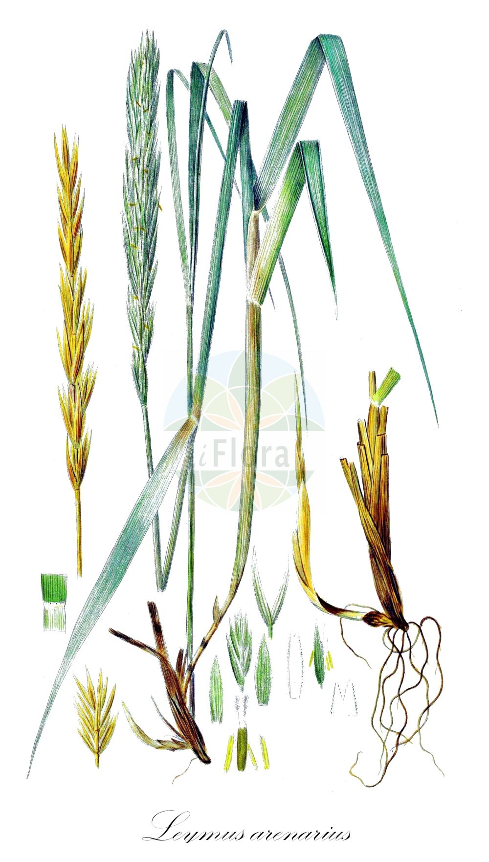 Historische Abbildung von Leymus arenarius (Strandroggen - Lyme-grass). Das Bild zeigt Blatt, Bluete, Frucht und Same. ---- Historical Drawing of Leymus arenarius (Strandroggen - Lyme-grass). The image is showing leaf, flower, fruit and seed.(Leymus arenarius,Strandroggen,Lyme-grass,Elymus arenarius,Leymus arenarius,Strandroggen,Blauer Helm,Strandhafer,Lyme-grass,European Dune Grass,Sand Ryegrass,Sand Lymegrass,Leymus,Strandroggen,Wildrye,Poaceae,Süßgräser,Grass family,Blatt,Bluete,Frucht,Same,leaf,flower,fruit,seed,Oeder (1761-1883))