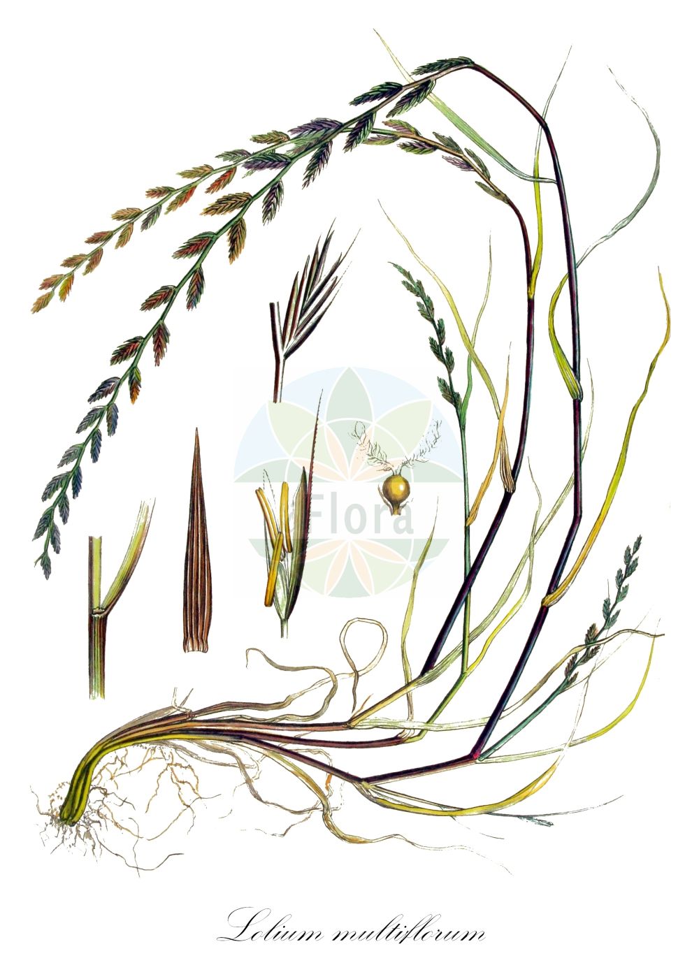 Historische Abbildung von Lolium multiflorum (Vielblütiges Weidelgras - Italian Rye-grass). Das Bild zeigt Blatt, Bluete, Frucht und Same. ---- Historical Drawing of Lolium multiflorum (Vielblütiges Weidelgras - Italian Rye-grass). The image is showing leaf, flower, fruit and seed.(Lolium multiflorum,Vielblütiges Weidelgras,Italian Rye-grass,Lolium aristatum,Lolium gaudinii,Lolium italicum,Lolium multiflorum,Lolium siculum,Vielbluetiges Weidelgras,Vielbluetiger Lolch,Welsches Weidelgras,Italian Rye-grass,Bearded Ryegrass,Lolium,Weidelgras,Ryegrass,Poaceae,Süßgräser,Grass family,Blatt,Bluete,Frucht,Same,leaf,flower,fruit,seed,Kops (1800-1934))