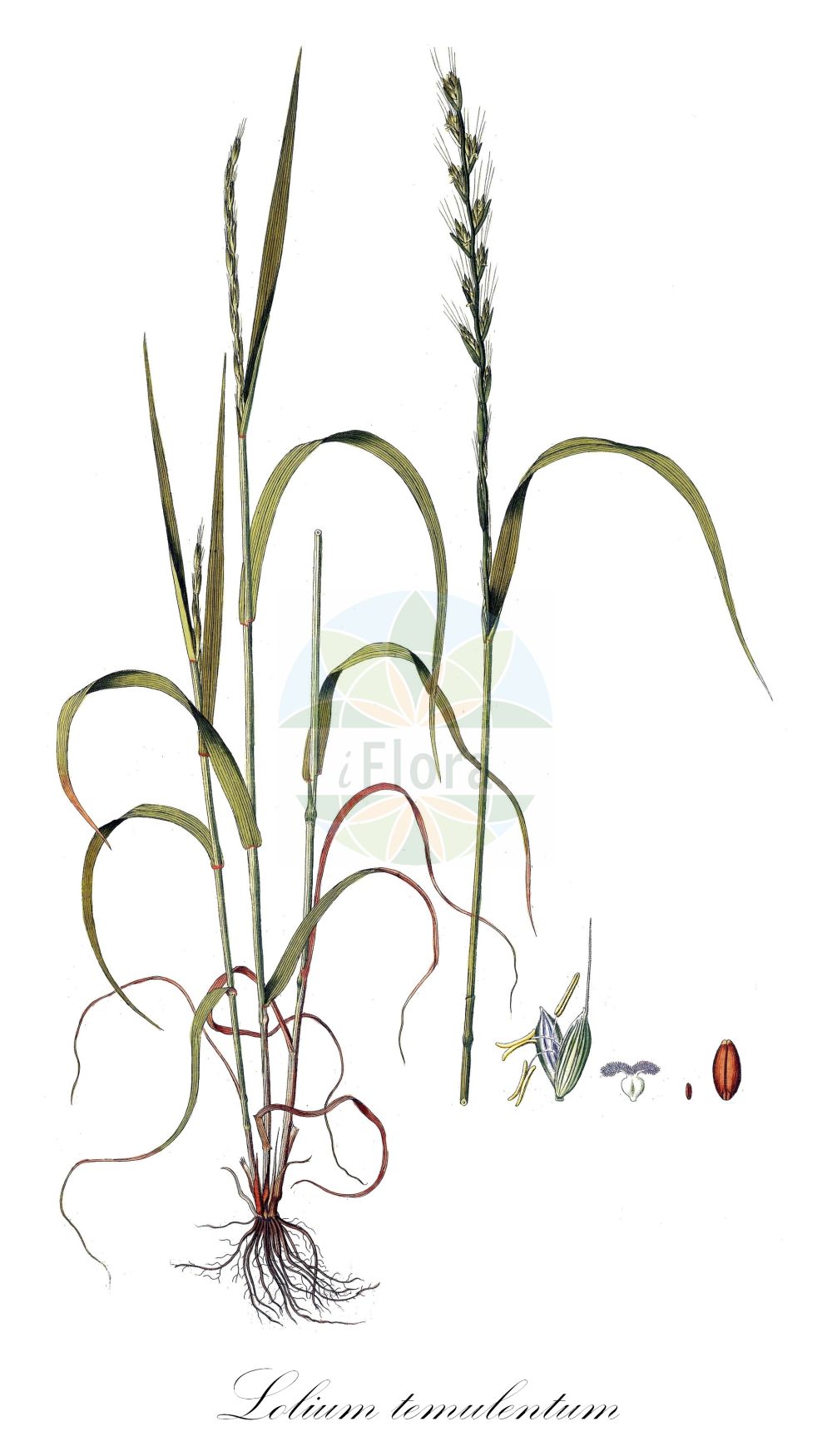 Historische Abbildung von Lolium temulentum (Taumel-Lolch - Darnel). Das Bild zeigt Blatt, Bluete, Frucht und Same. ---- Historical Drawing of Lolium temulentum (Taumel-Lolch - Darnel). The image is showing leaf, flower, fruit and seed.(Lolium temulentum,Taumel-Lolch,Darnel,Festuca temulenta,Lolium arvense,Lolium gussonei,Lolium speciosum,Lolium temulentum,Lolium temulentum subsp. speciosum,Taumel-Lolch,Darnel,Bearded Ryegrass,Darnel Ryegrass,Poison Ryegrass,Lolium,Weidelgras,Ryegrass,Poaceae,Süßgräser,Grass family,Blatt,Bluete,Frucht,Same,leaf,flower,fruit,seed,Host (1801-1809))
