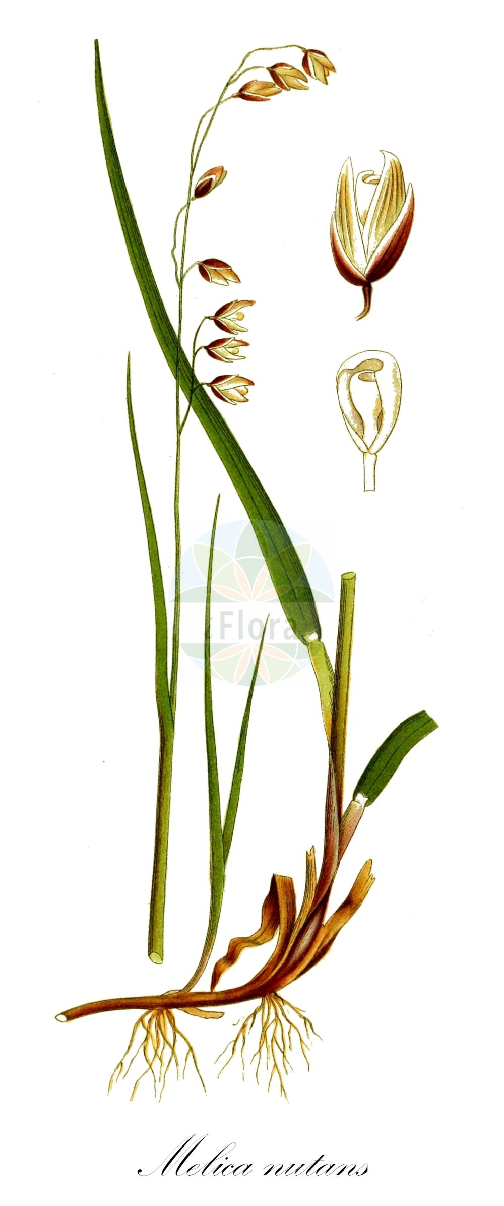 Historische Abbildung von Melica nutans (Nickendes Perlgras - Mountain Melick). Das Bild zeigt Blatt, Bluete, Frucht und Same. ---- Historical Drawing of Melica nutans (Nickendes Perlgras - Mountain Melick). The image is showing leaf, flower, fruit and seed.(Melica nutans,Nickendes Perlgras,Mountain Melick,Melica montana,Melica nutans,Nickendes Perlgras,Mountain Melick,Melica,Perlgras,Melicgrass,Poaceae,Süßgräser,Grass family,Blatt,Bluete,Frucht,Same,leaf,flower,fruit,seed,Lindman (1901-1905))
