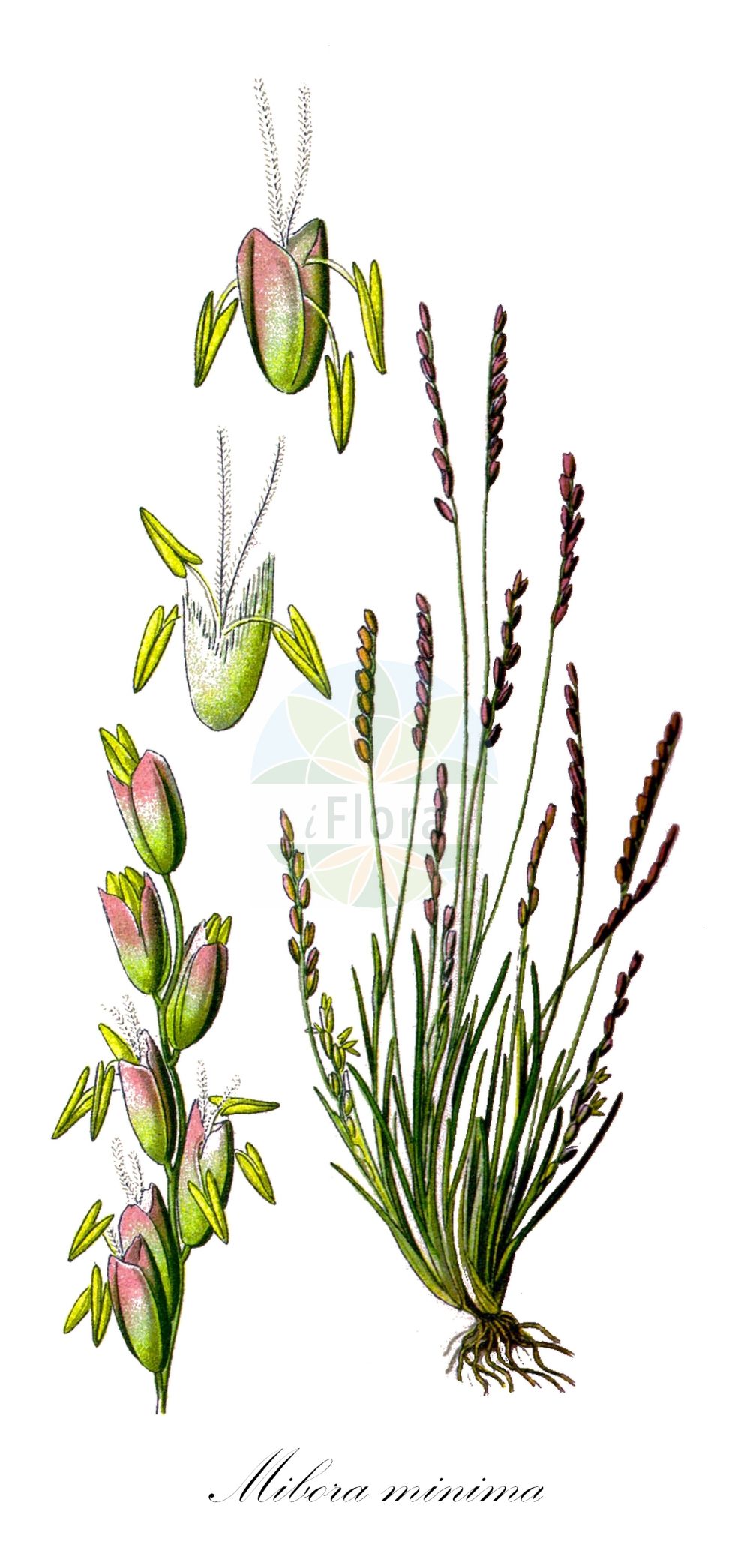 Historische Abbildung von Mibora minima (Zwerggras - Early Sand-grass). ---- Historical Drawing of Mibora minima (Zwerggras - Early Sand-grass).(Mibora minima,Zwerggras,Early Sand-grass,Agrostis minima,Chamagrostis minima,Mibora desvauxii,Mibora minima,Mibora verna,Zwerggras,Sand-Zwerggras,Early Sand-grass,Sand Bent,Mibora,Zwerggras,Sandgrass,Poaceae,Süßgräser,Grass family,Thomé (1885))