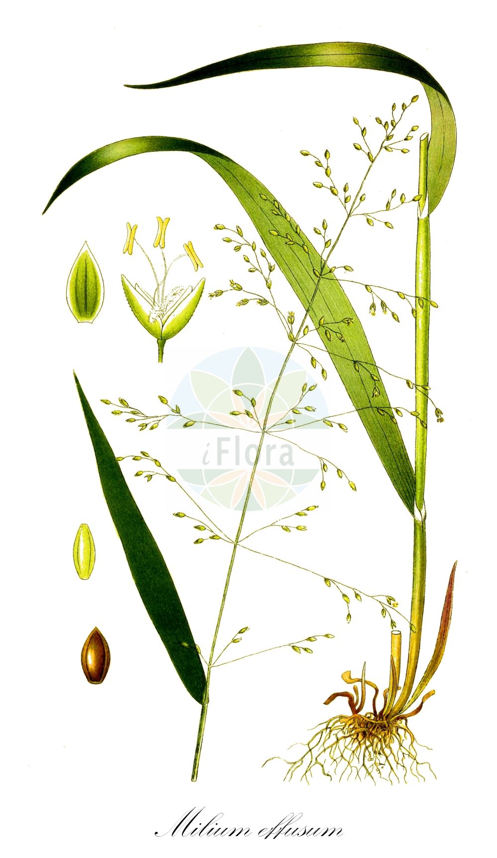 Historische Abbildung von Milium effusum (Wald-Flattergras - Wood Millet). Das Bild zeigt Blatt, Bluete, Frucht und Same. ---- Historical Drawing of Milium effusum (Wald-Flattergras - Wood Millet). The image is showing leaf, flower, fruit and seed.(Milium effusum,Wald-Flattergras,Wood Millet,Milium effusum,Wald-Flattergras,Flattergras,Flatterhirse,Gewoehnliches Flattergras,Waldhirse,Wood Millet,Spreading Millet Grass,American Milletgrass,Wild Millet,Milium,Flattergras,Milletgrass,Poaceae,Süßgräser,Grass family,Blatt,Bluete,Frucht,Same,leaf,flower,fruit,seed,Lindman (1901-1905))