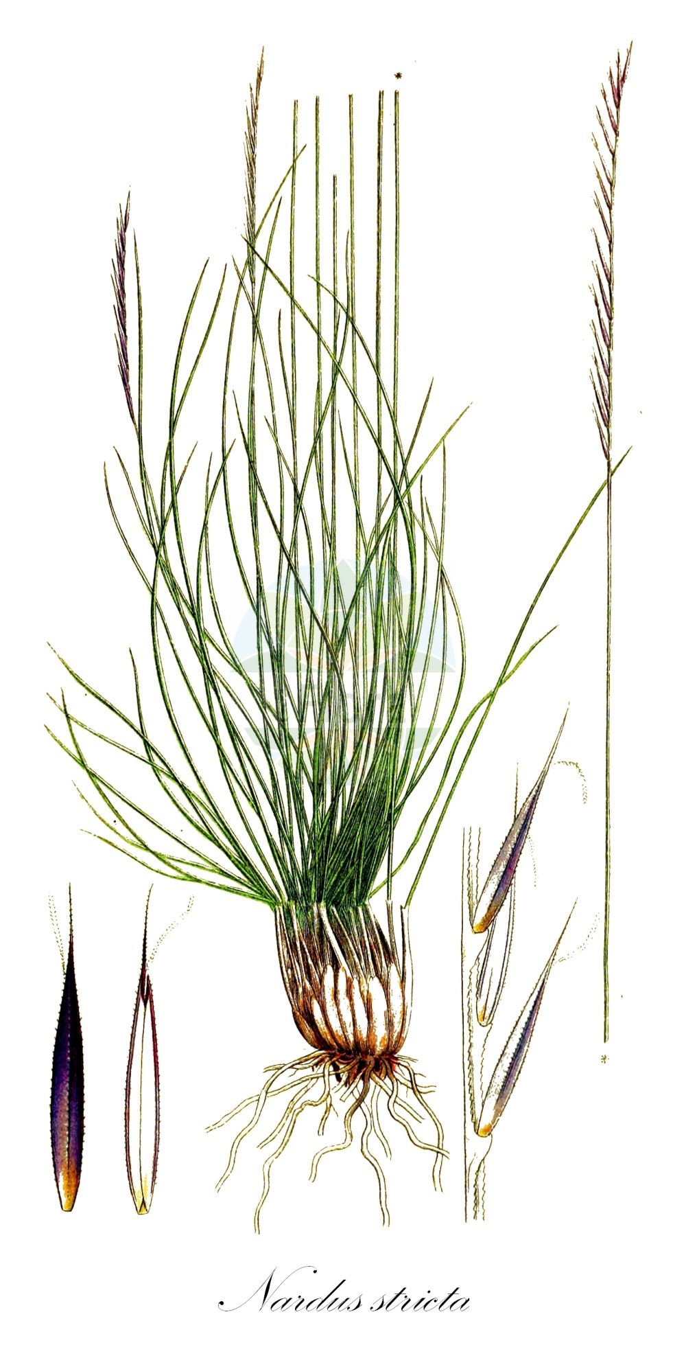 Historische Abbildung von Nardus stricta (Borstgras - Mat-grass). Das Bild zeigt Blatt, Bluete, Frucht und Same. ---- Historical Drawing of Nardus stricta (Borstgras - Mat-grass). The image is showing leaf, flower, fruit and seed.(Nardus stricta,Borstgras,Mat-grass,Nardus stricta,Natschia stricta,Borstgras,Buerstling,Mat-grass,Nardus,Borstgras,Matgrass,Poaceae,Süßgräser,Grass family,Blatt,Bluete,Frucht,Same,leaf,flower,fruit,seed,Lindman (1901-1905))