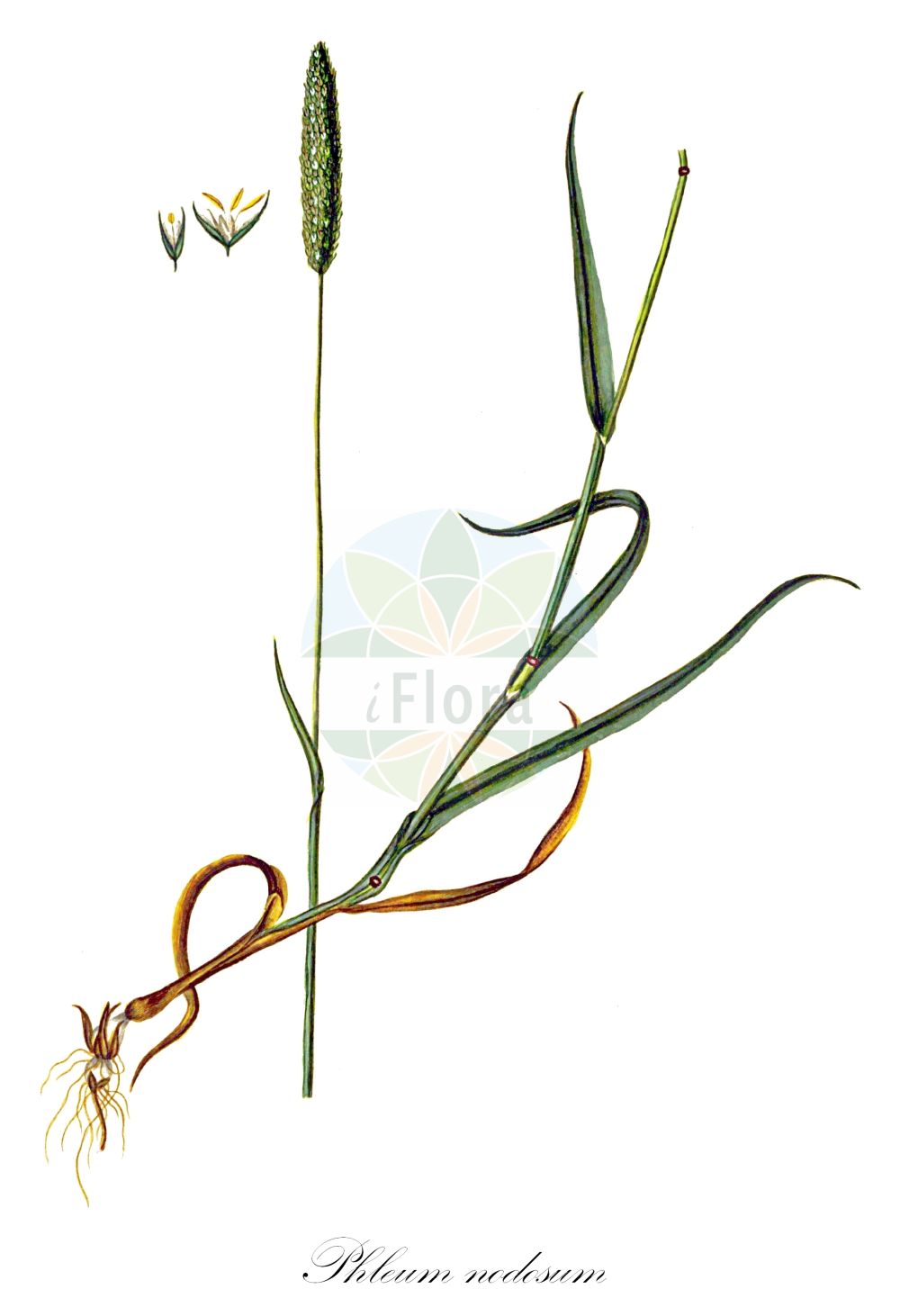 Historische Abbildung von Phleum nodosum (Wiesen-Lieschgras - Smaller Cat's-tail). Das Bild zeigt Blatt, Bluete, Frucht und Same. ---- Historical Drawing of Phleum nodosum (Wiesen-Lieschgras - Smaller Cat's-tail). The image is showing leaf, flower, fruit and seed.(Phleum nodosum,Wiesen-Lieschgras,Smaller Cat's-tail,Phleum bertolonii,Phleum hubbardii,Phleum nodosum,Phleum serotinum,Wiesen-Lieschgras,Knolliges Lieschgras,Knotiges Lieschgras,Zwiebel-Lieschgras,Smaller Cat's-tail,Evergreen Timothy,Diploid Timothy,Turf Timothy,Phleum,Lieschgras,Timothy,Poaceae,Süßgräser,Grass family,Blatt,Bluete,Frucht,Same,leaf,flower,fruit,seed,Oeder (1761-1883))