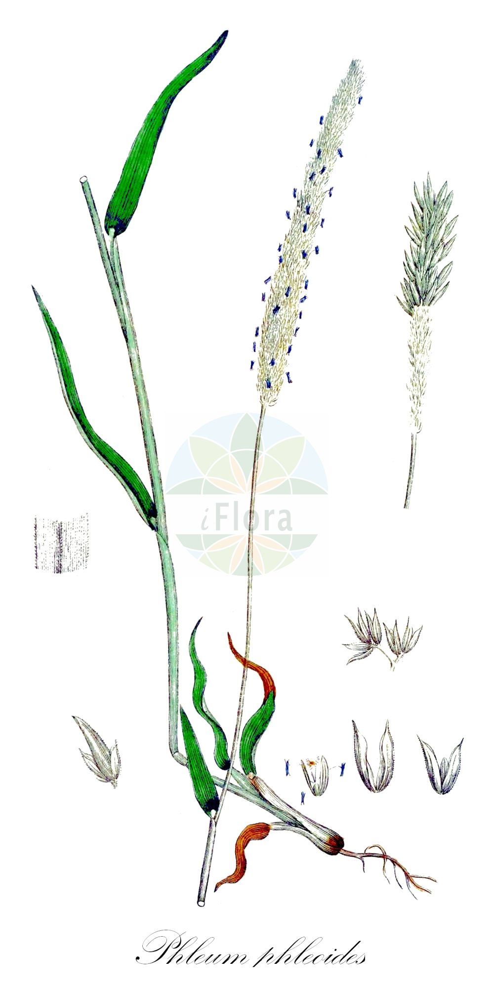 Historische Abbildung von Phleum phleoides (Steppen-Lieschgras - Purple-stem Cat's-Tail). Das Bild zeigt Blatt, Bluete, Frucht und Same. ---- Historical Drawing of Phleum phleoides (Steppen-Lieschgras - Purple-stem Cat's-Tail). The image is showing leaf, flower, fruit and seed.(Phleum phleoides,Steppen-Lieschgras,Purple-stem Cat's-Tail,Chilochloa boehmeri,Phalaris phleoides,Phleum boehmeri,Phleum phalarioides,Phleum phleoides,Steppen-Lieschgras,Purple-stem Cat's-Tail,Boehmer's Cat's-tail,Phleum,Lieschgras,Timothy,Poaceae,Süßgräser,Grass family,Blatt,Bluete,Frucht,Same,leaf,flower,fruit,seed,Svensk Botanik (Svensk Botanik))