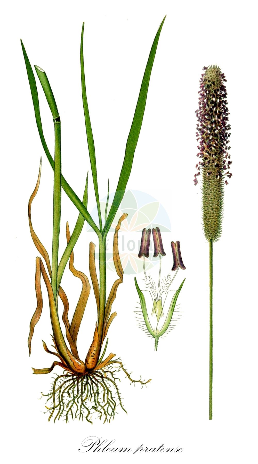 Historische Abbildung von Phleum pratense (Wiesen-Lieschgras - Timothy). Das Bild zeigt Blatt, Bluete, Frucht und Same. ---- Historical Drawing of Phleum pratense (Wiesen-Lieschgras - Timothy). The image is showing leaf, flower, fruit and seed.(Phleum pratense,Wiesen-Lieschgras,Timothy,Phleum pratense,Phleum pratense subsp. vulgare,Wiesen-Lieschgras,Timothegras,Timotheusgras,Timothy,Catstail,Common Catstail,Timothy-grass,Herdsgrass,Phleum,Lieschgras,Timothy,Poaceae,Süßgräser,Grass family,Blatt,Bluete,Frucht,Same,leaf,flower,fruit,seed,Lindman (1901-1905))