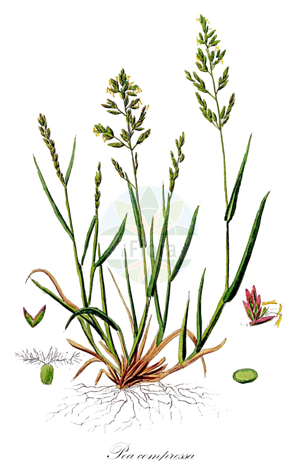 Historische Abbildung von Poa compressa (Zusammengedrücktes Rispengras - Flattened Meadow-grass). Das Bild zeigt Blatt, Bluete, Frucht und Same. ---- Historical Drawing of Poa compressa (Zusammengedrücktes Rispengras - Flattened Meadow-grass). The image is showing leaf, flower, fruit and seed.(Poa compressa,Zusammengedrücktes Rispengras,Flattened Meadow-grass,Poa compressa,Zusammengedruecktes Rispengras,Lang-Rispengras,Platthalm-Rispengras,Flattened Meadow-grass,Canada Bluegrass,Poa,Rispengras,Bluegrass,Poaceae,Süßgräser,Grass family,Blatt,Bluete,Frucht,Same,leaf,flower,fruit,seed,Kops (1800-1934))
