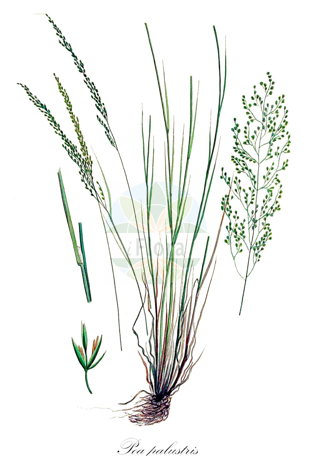 Historische Abbildung von Poa palustris (Sumpf-Rispengras - Swamp Meadow-grass). Das Bild zeigt Blatt, Bluete, Frucht und Same. ---- Historical Drawing of Poa palustris (Sumpf-Rispengras - Swamp Meadow-grass). The image is showing leaf, flower, fruit and seed.(Poa palustris,Sumpf-Rispengras,Swamp Meadow-grass,Poa fertilis,Poa palustris,Poa pinetorum,Poa serotina,Poa volhynensis,Sumpf-Rispengras,Swamp Meadow-grass,Fowl Bluegrass,Narrow-leaved Meadowgrass,Poa,Rispengras,Bluegrass,Poaceae,Süßgräser,Grass family,Blatt,Bluete,Frucht,Same,leaf,flower,fruit,seed,Kops (1800-1934))