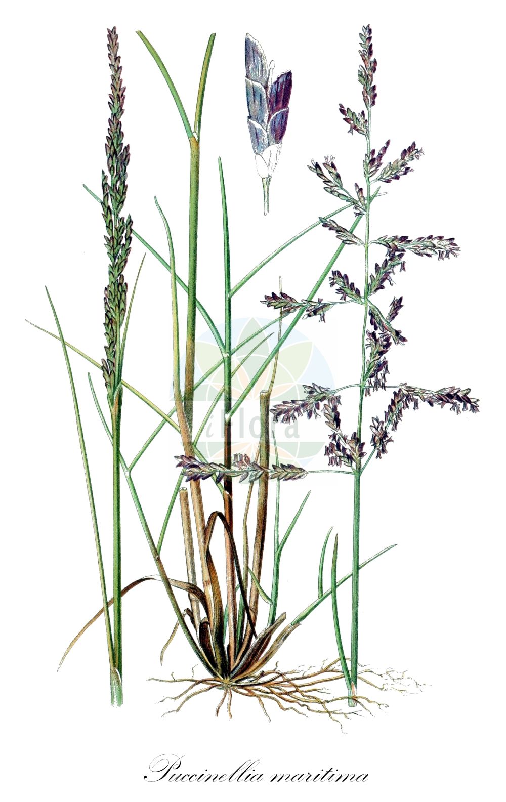 Historische Abbildung von Puccinellia maritima (Andel - Common Saltmarsh-grass). Das Bild zeigt Blatt, Bluete, Frucht und Same. ---- Historical Drawing of Puccinellia maritima (Andel - Common Saltmarsh-grass). The image is showing leaf, flower, fruit and seed.(Puccinellia maritima,Andel,Common Saltmarsh-grass,Atropis maritima,Glyceria foucaudii,Glyceria maritima,Phippsia maritima,Poa maritima,Puccinellia maritima,Andel,Common Saltmarsh-grass,Seaside Alkaligrass,Sea Meadowgrass,Sea Poa,Puccinellia,Salzschwaden,Alkaligrass,Poaceae,Süßgräser,Grass family,Blatt,Bluete,Frucht,Same,leaf,flower,fruit,seed,Lindman (1901-1905))