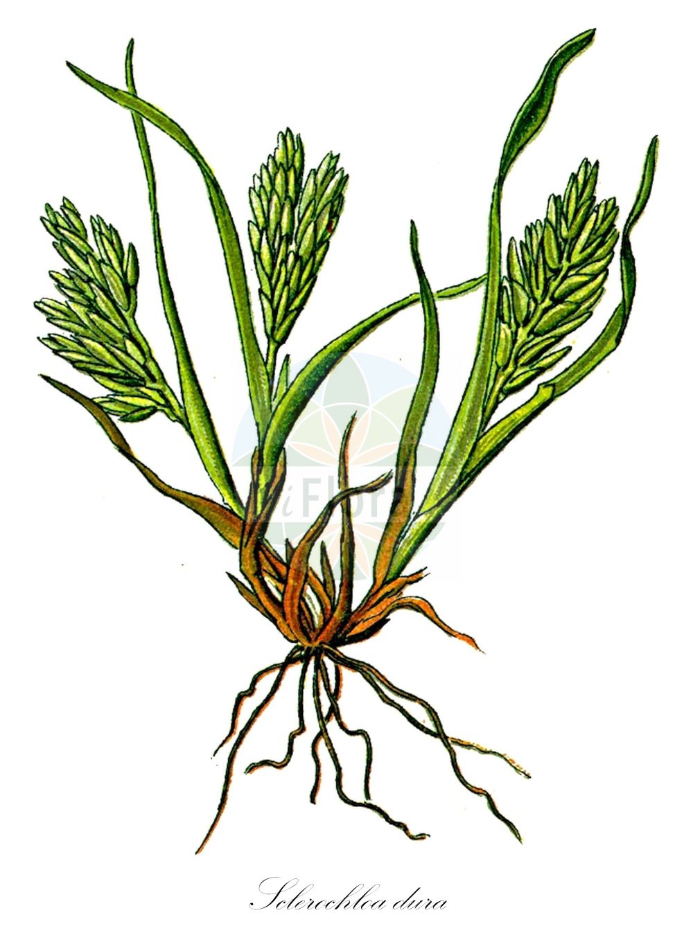 Historische Abbildung von Sclerochloa dura (Gewöhnliches Hartgras - Common Hardgrass). Das Bild zeigt Blatt, Bluete, Frucht und Same. ---- Historical Drawing of Sclerochloa dura (Gewöhnliches Hartgras - Common Hardgrass). The image is showing leaf, flower, fruit and seed.(Sclerochloa dura,Gewöhnliches Hartgras,Common Hardgrass,Cynosurus durus,Sclerochloa dura,Gewoehnliches Hartgras,Hartgras,Common Hardgrass,Hardgrass,Tufted Hardgrass,Fairground Grass,Sclerochloa,Hartgras,Hardgrass,Poaceae,Süßgräser,Grass family,Blatt,Bluete,Frucht,Same,leaf,flower,fruit,seed,Thomé (1885))