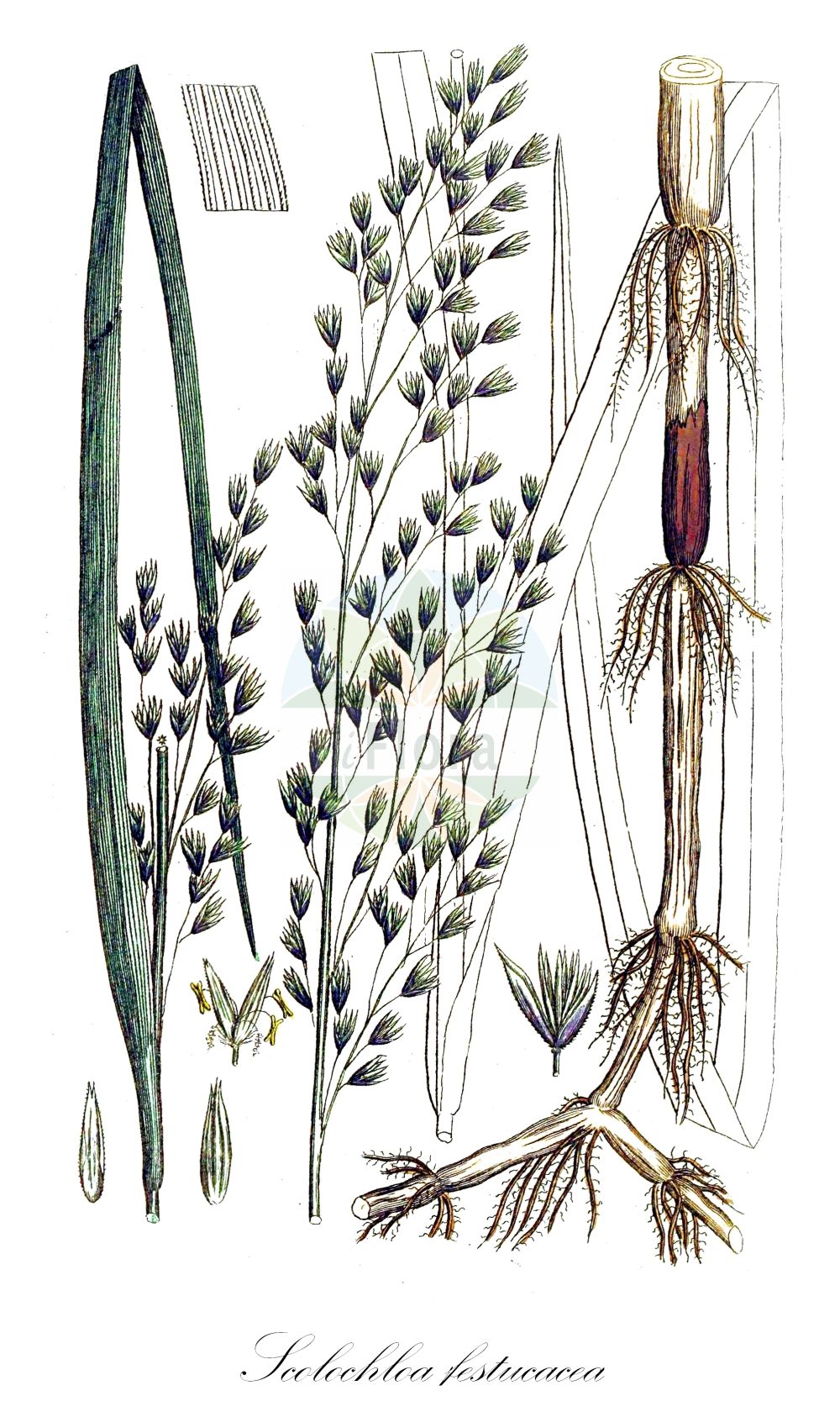 Historische Abbildung von Scolochloa festucacea (Gewöhnliches Schwingelschilf - Swamp Grass). Das Bild zeigt Blatt, Bluete, Frucht und Same. ---- Historical Drawing of Scolochloa festucacea (Gewöhnliches Schwingelschilf - Swamp Grass). The image is showing leaf, flower, fruit and seed.(Scolochloa festucacea,Gewöhnliches Schwingelschilf,Swamp Grass,Arundo festucacea,Fluminia arundinacea,Graphephorum arundinacea,Scolochloa festucacea,Gewoehnliches Schwingelschilf,Gewoehnlicher Rohr-schwingel,Swamp Grass,Common Rivergrass,White-top,Scolochloa,Schwingelschilf,Rivergrass,Poaceae,Süßgräser,Grass family,Blatt,Bluete,Frucht,Same,leaf,flower,fruit,seed,Svensk Botanik (Svensk Botanik))