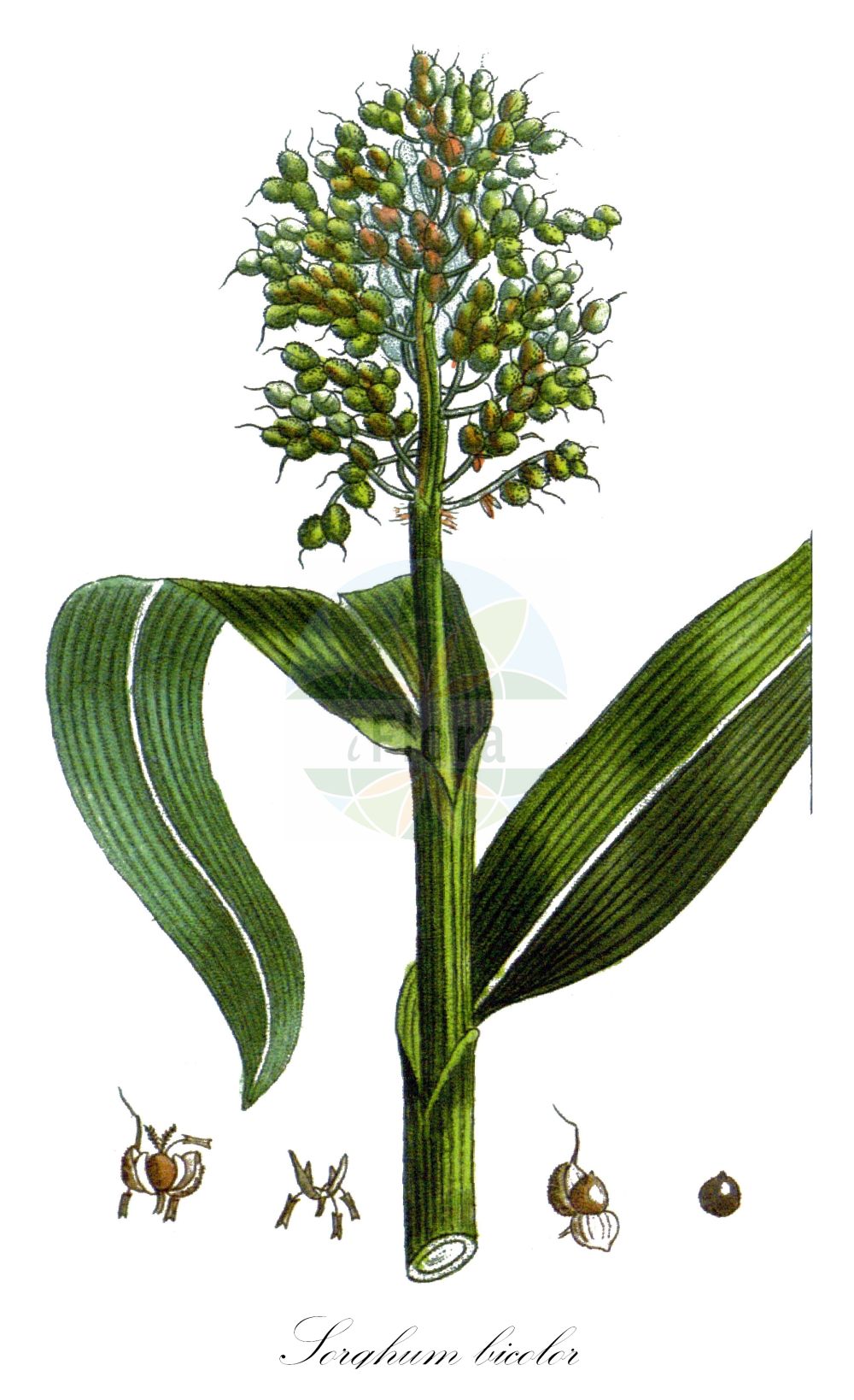 Historische Abbildung von Sorghum bicolor (Gewöhnliche Mohrenhirse - Great Millet). Das Bild zeigt Blatt, Bluete, Frucht und Same. ---- Historical Drawing of Sorghum bicolor (Gewöhnliche Mohrenhirse - Great Millet). The image is showing leaf, flower, fruit and seed.(Sorghum bicolor,Gewöhnliche Mohrenhirse,Great Millet,Andropogon sorghum,Holcus bicolor,Holcus sorghum,Sorghum bicolor,Sorghum campanum,Sorghum vulgare subsp. bicolor,Gewoehnliche Mohrenhirse,Durra,Great Millet,Beer Sorghum,Common Sorghum,Giant Millet,Grain Sorghum,Guinea Corn,Millet,Sorgho,Sorghum,Mohrenhirse,Sorghum,Poaceae,Süßgräser,Grass family,Blatt,Bluete,Frucht,Same,leaf,flower,fruit,seed,Descourtilz (1821-1829))