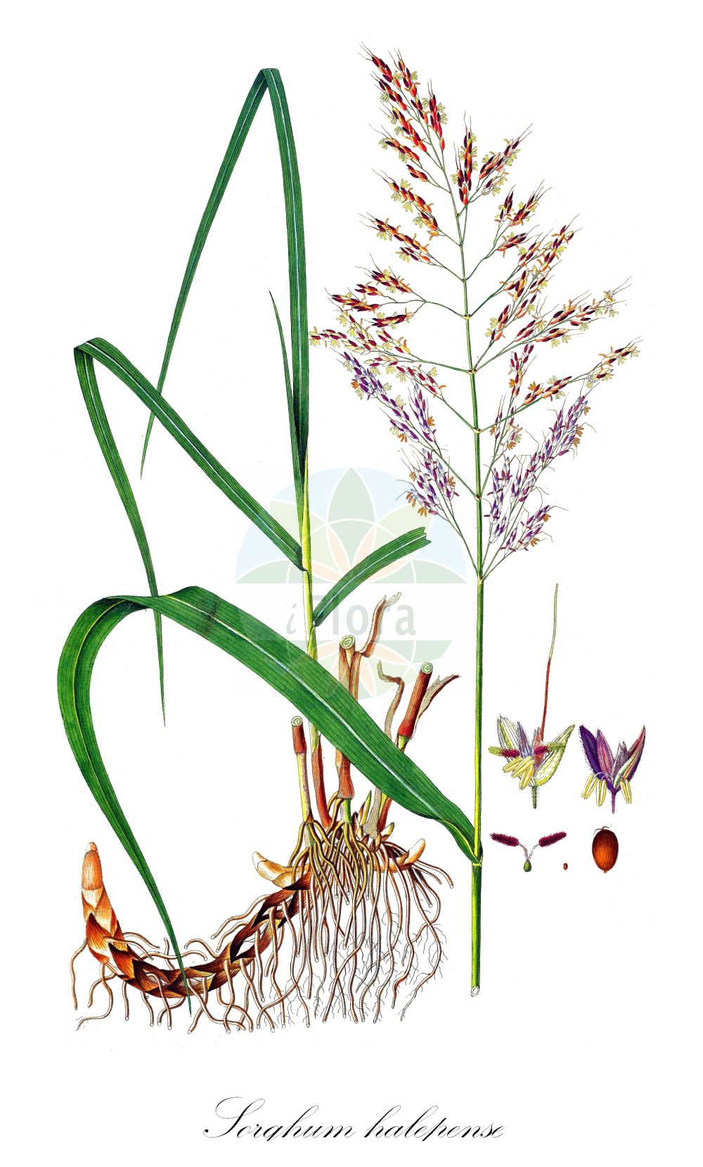 Historische Abbildung von Sorghum halepense (Wilde Mohrenhirse - Johnson-grass). Das Bild zeigt Blatt, Bluete, Frucht und Same. ---- Historical Drawing of Sorghum halepense (Wilde Mohrenhirse - Johnson-grass). The image is showing leaf, flower, fruit and seed.(Sorghum halepense,Wilde Mohrenhirse,Johnson-grass,Andropogon halepensis,Holcus halepense,Milium halepense,Sorghum halepense,Wilde Mohrenhirse,Aleppohirse,Aleppo-Mohrenhirse,Johnson-grass,Aleppo Grass,Cuba Grass,Sorghum,Mohrenhirse,Sorghum,Poaceae,Süßgräser,Grass family,Blatt,Bluete,Frucht,Same,leaf,flower,fruit,seed,Host (1801-1809))